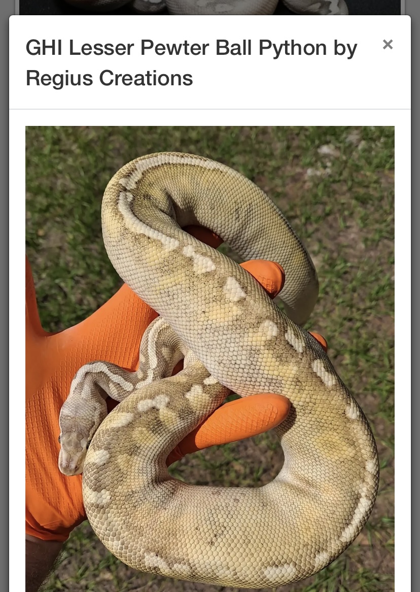 Identifying chocolate in GHI - Ball Pythons - MorphMarket Reptile Community