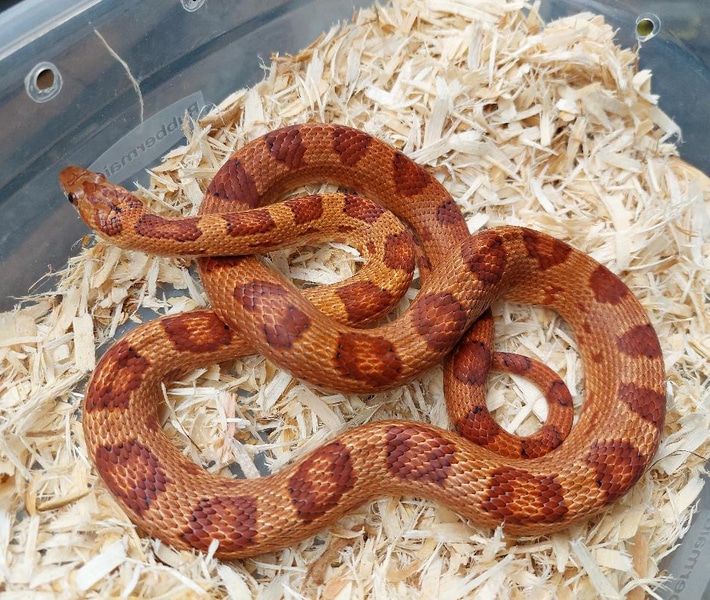 50% Thayeri king 50% corn het for corn hypo, lavender and motley by Ryno's Reptiles and Rodents