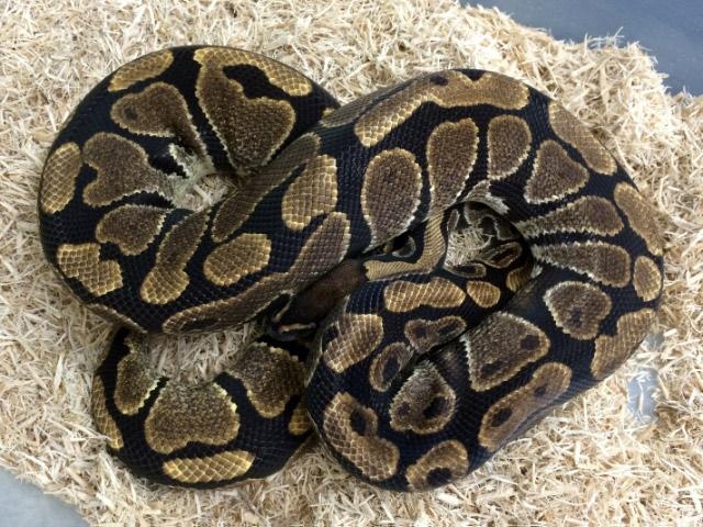 Normal Ball Python by Royal Constrictor Designs