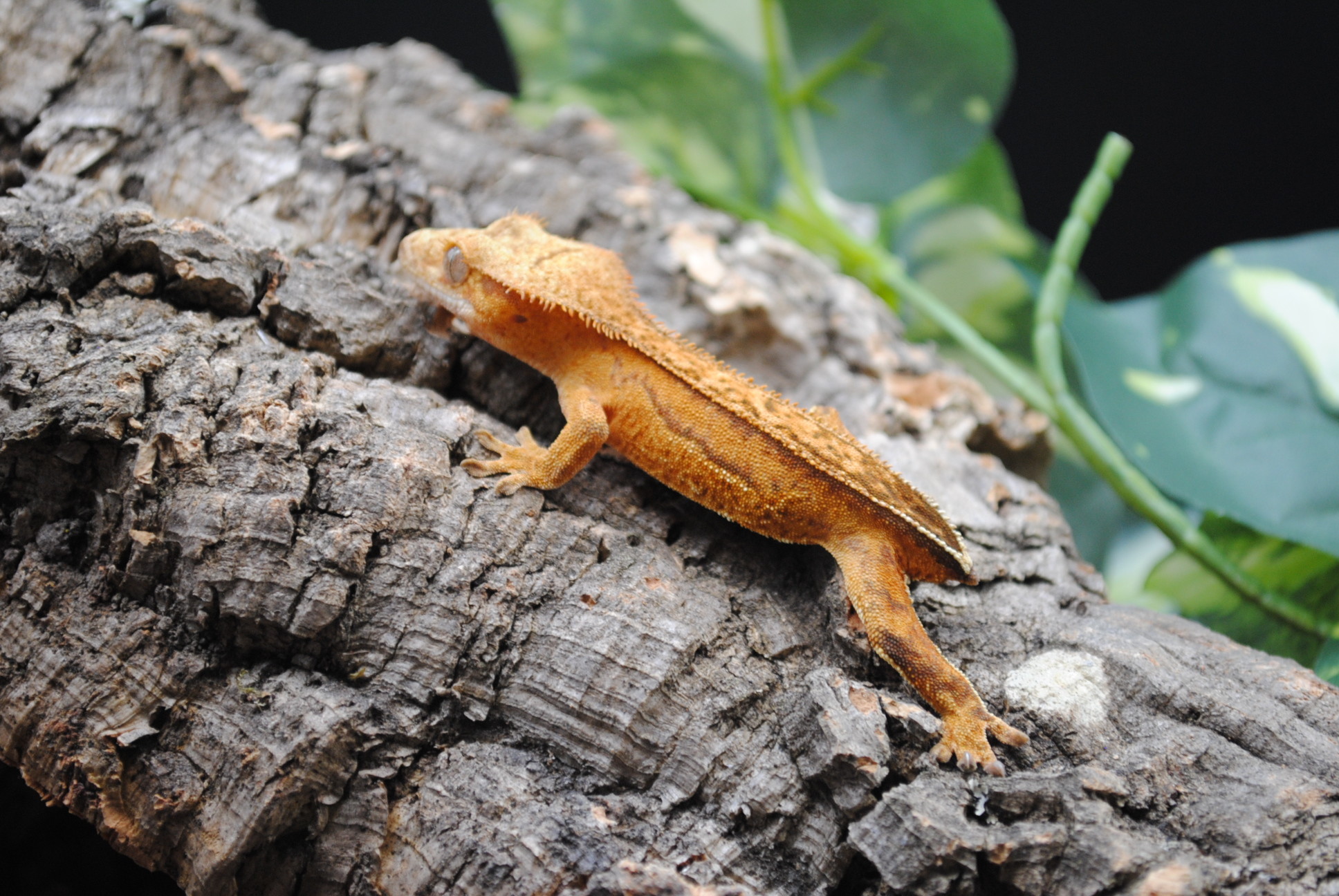 Orange Crested Gecko by Tipsy Scales