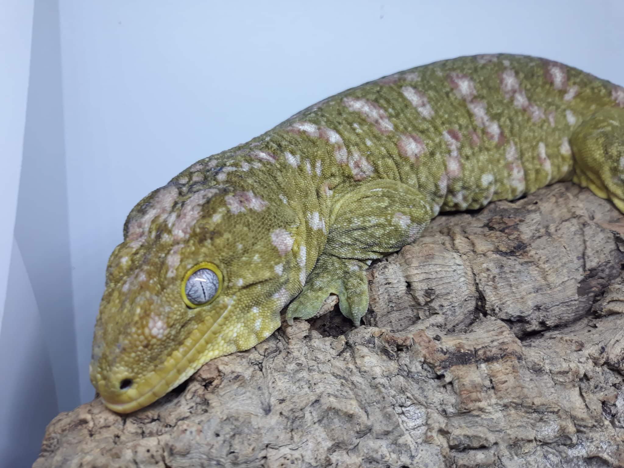 Nuu Ami Leachianus Gecko by Coils&Critters