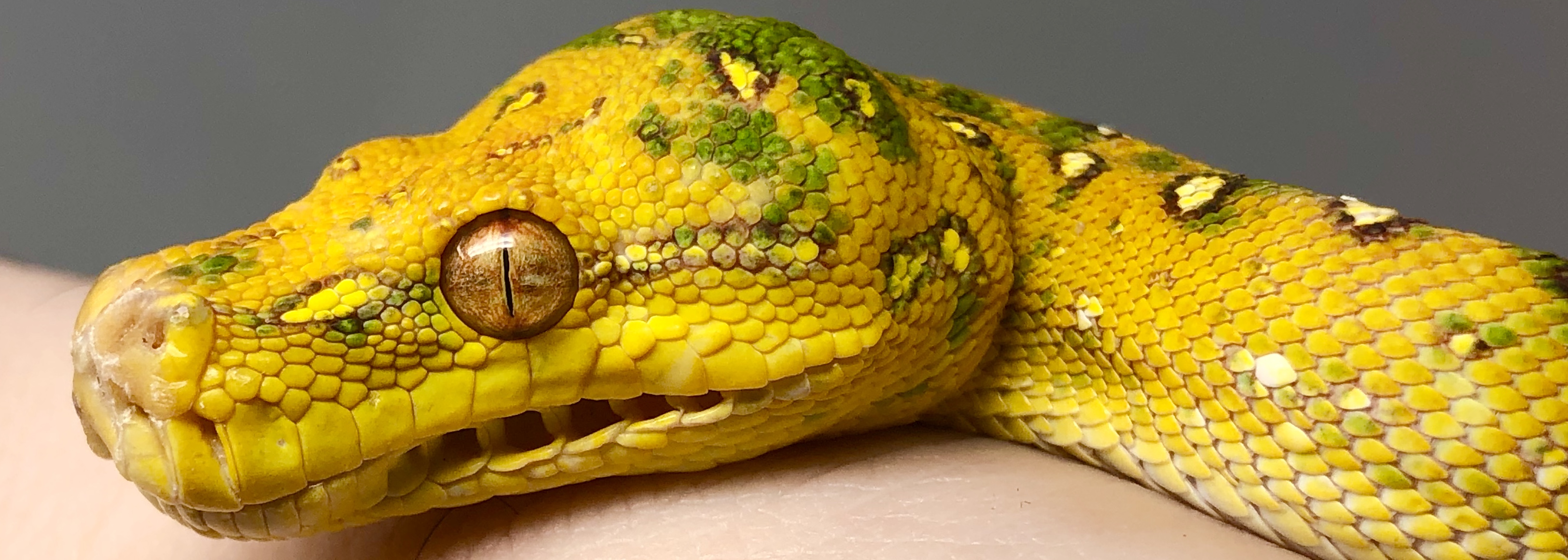 Biak Green Tree Python by Good Guy Reptile Family