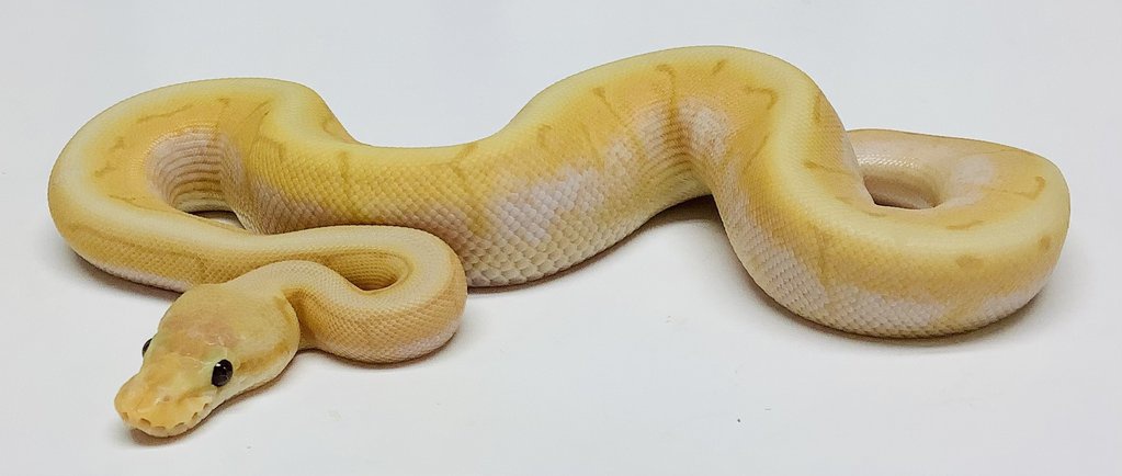 Banana Spinner Ball Python by BHB Reptiles