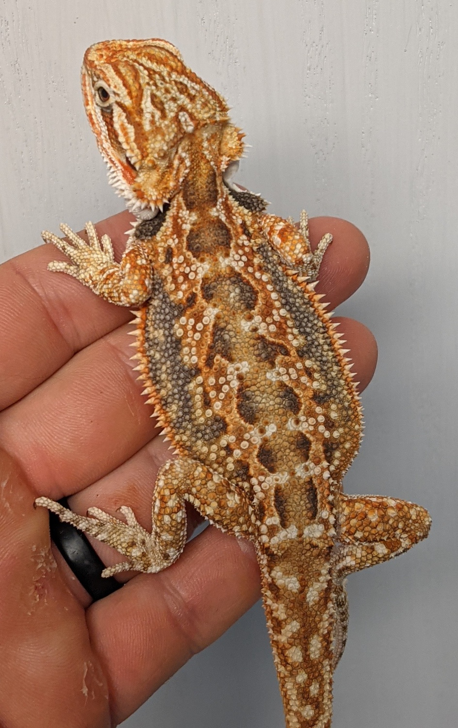 Dunner Tiger Het Hypo Central Bearded Dragon by The Dragon Project
