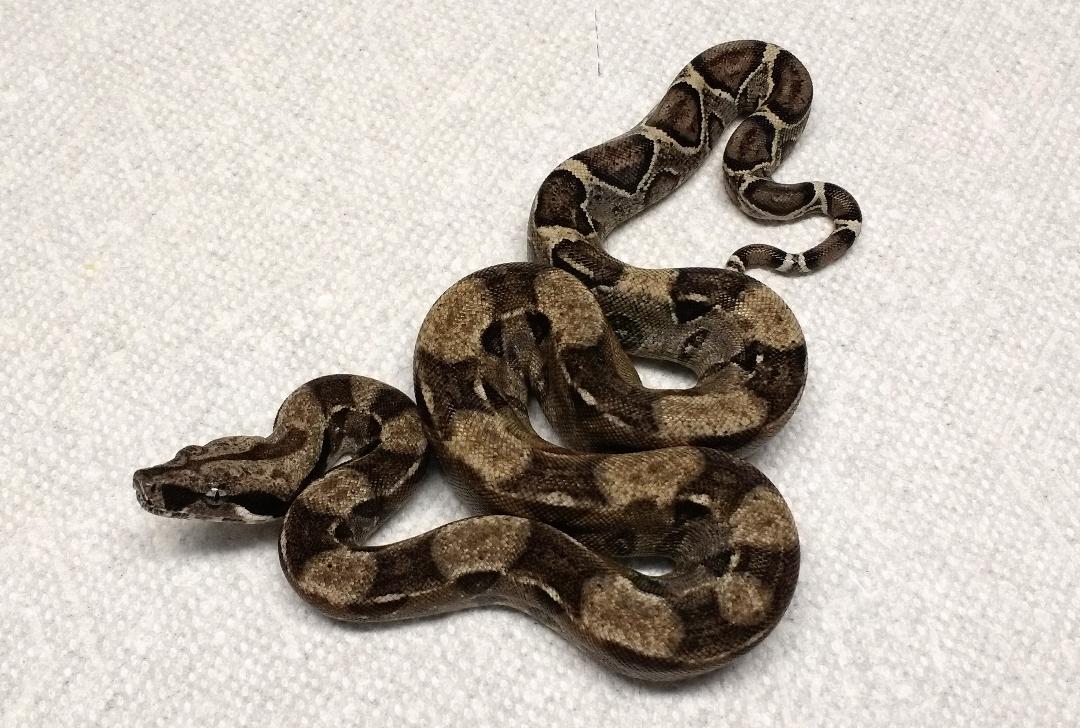 Anery Boa Constrictor by Off Center Reptiles