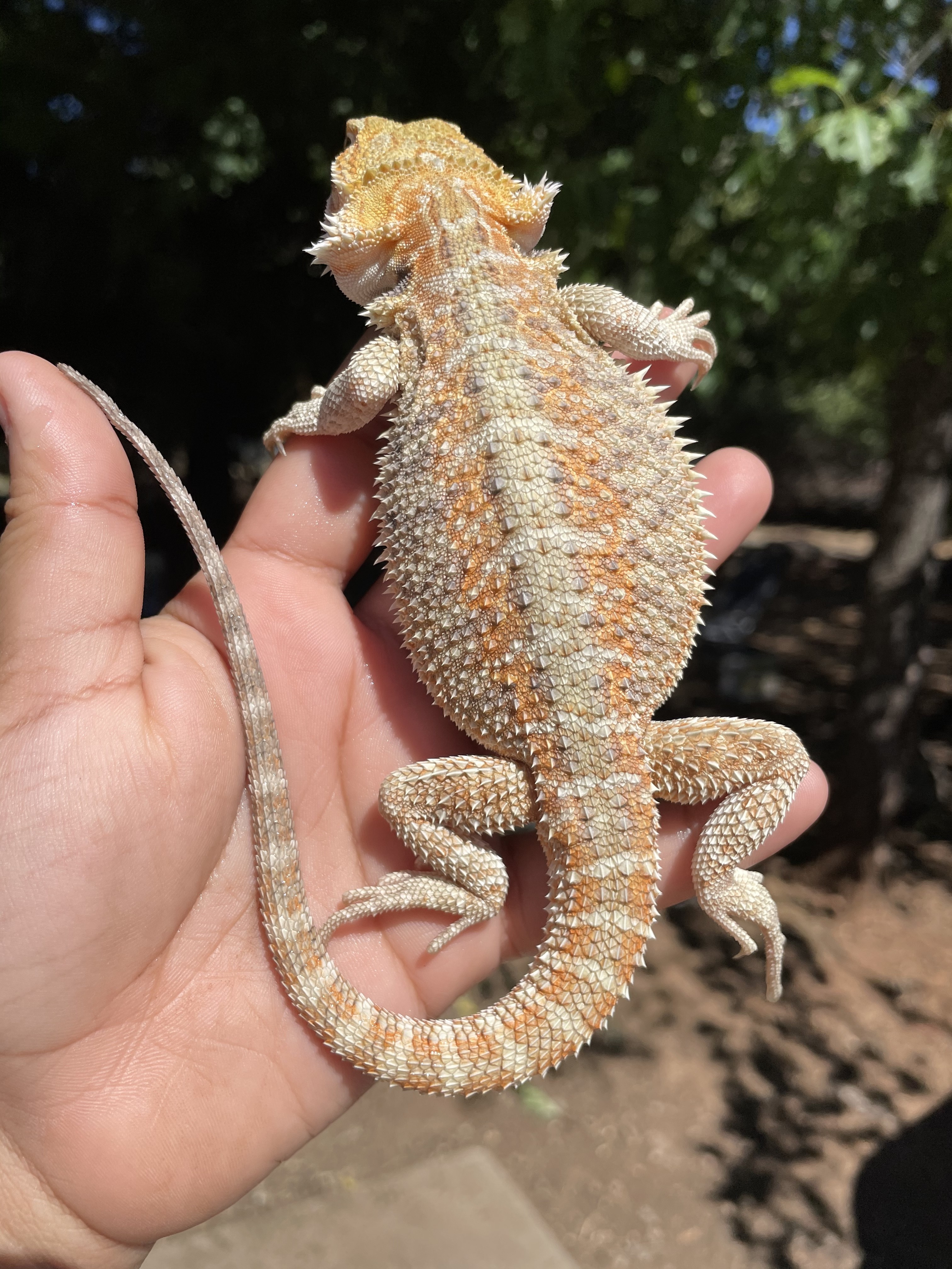 Genetic Stripe Central Bearded Dragon by Killer Clutches