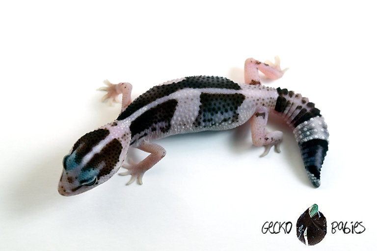 Oreo Zero 100% Double Het Caramel X Zulu African Fat-Tailed Gecko by Gecko Babies