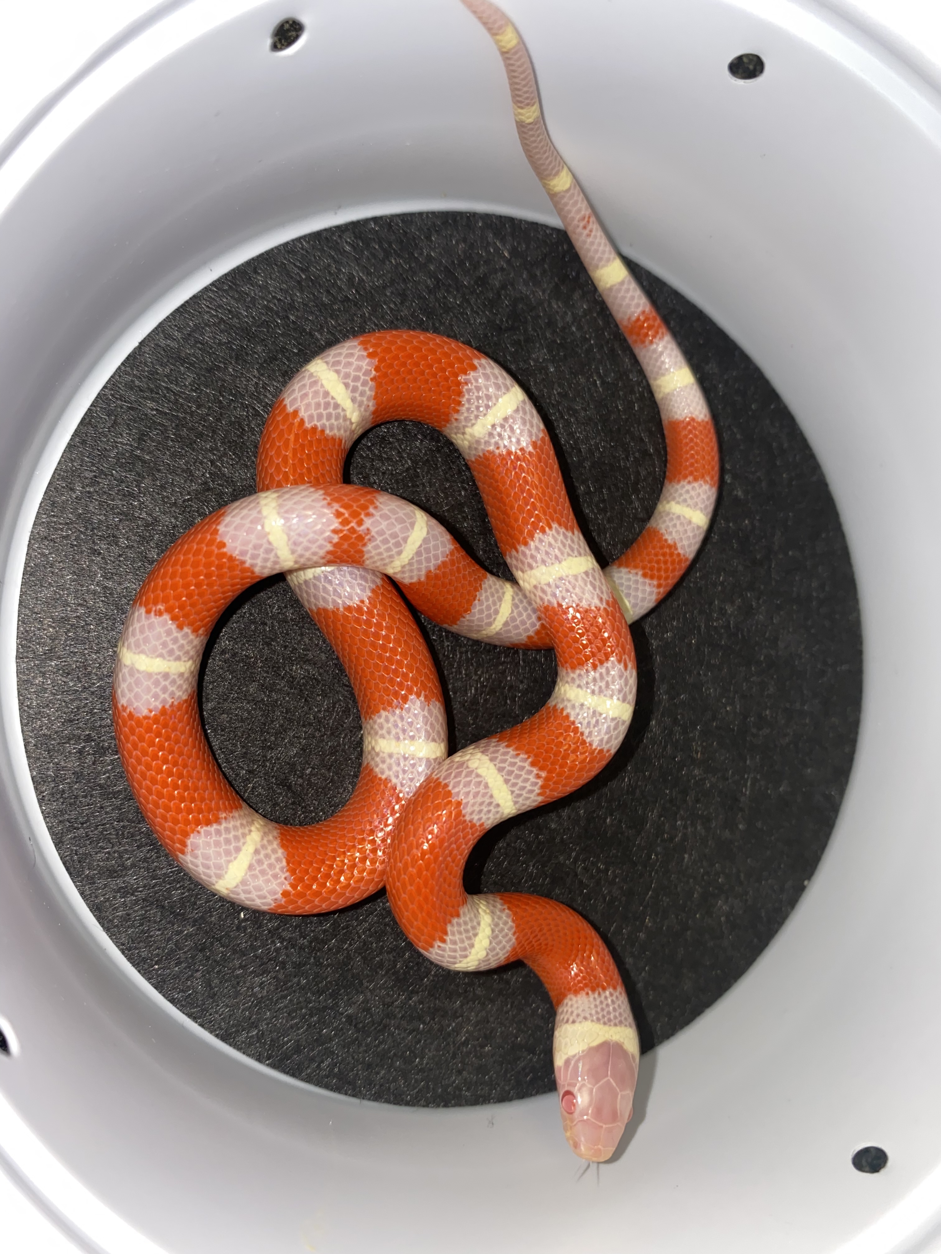 Albino Nelson's Milk Snake by Major league exotic pets