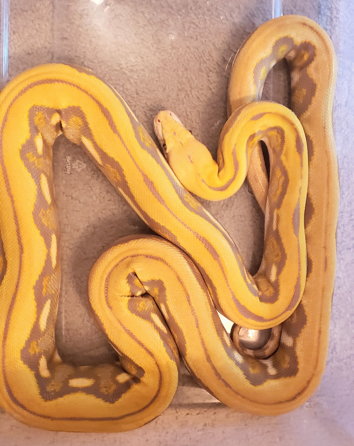 Blonde Tiger Reticulated Python by Z Repository of Reptilian Reverie