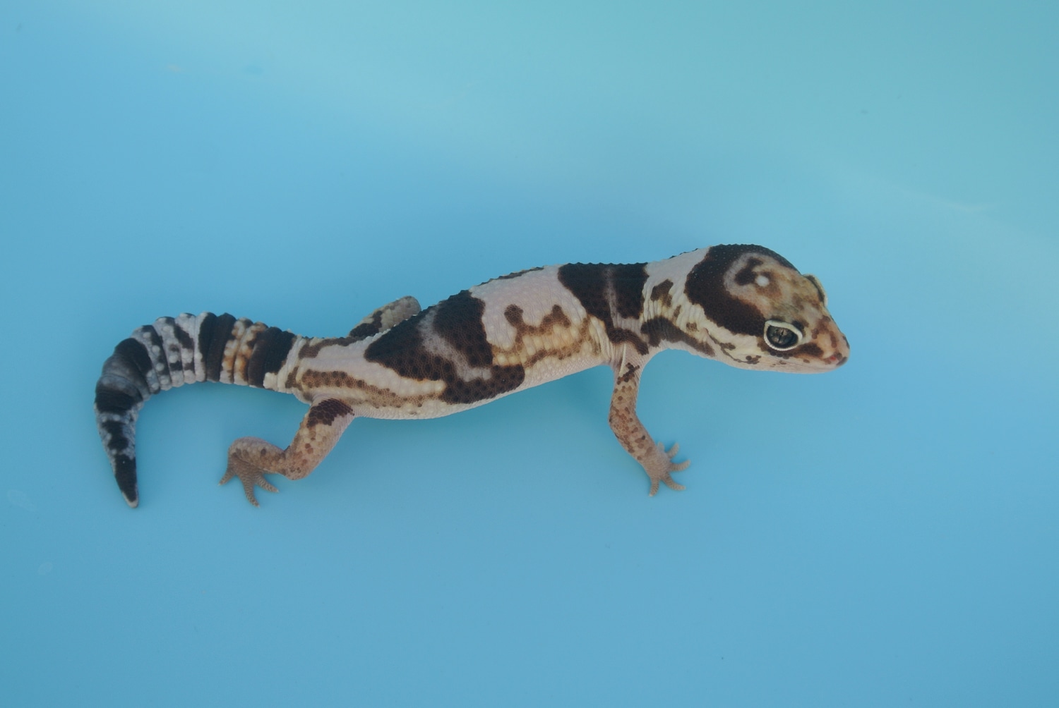 White Out Het Oreo African Fat-Tailed Gecko by DVM Geckos.