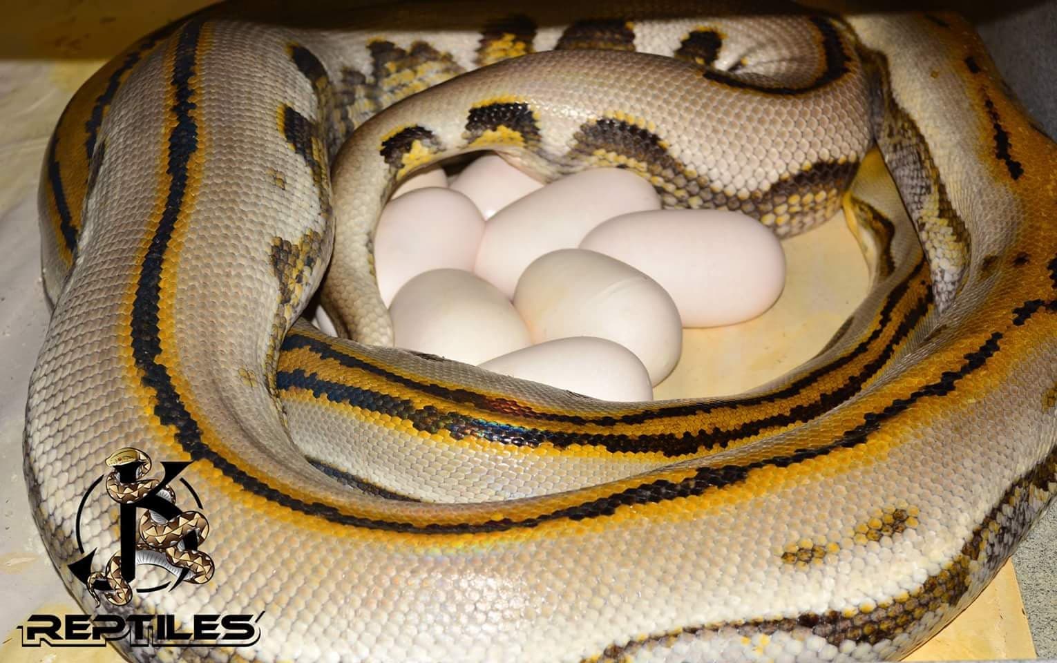 Genetic Stripe Reticulated Python by JK Reptiles