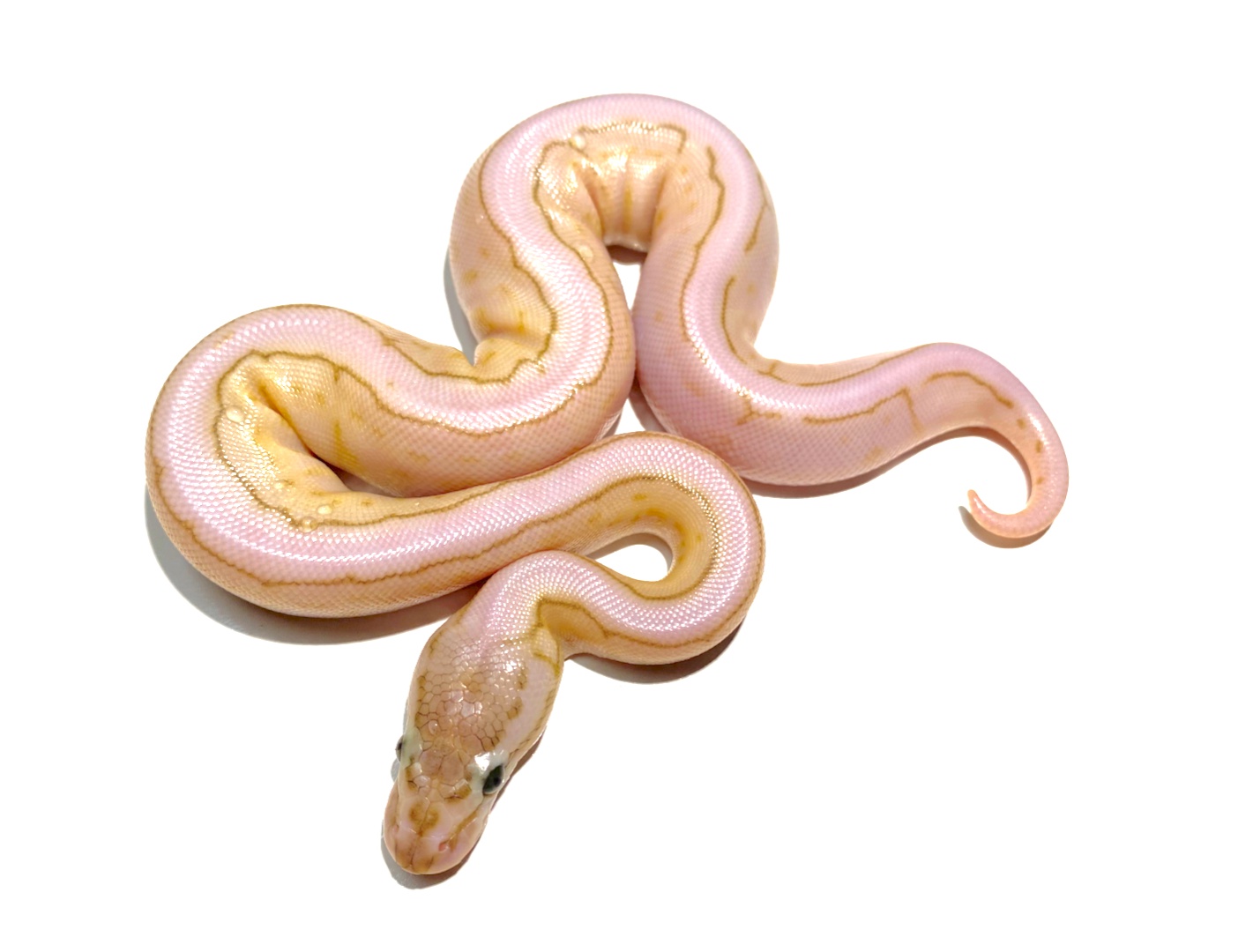 Butter-Daddy Leopard Spinner Ball Python by Tornado Alley Reptiles
