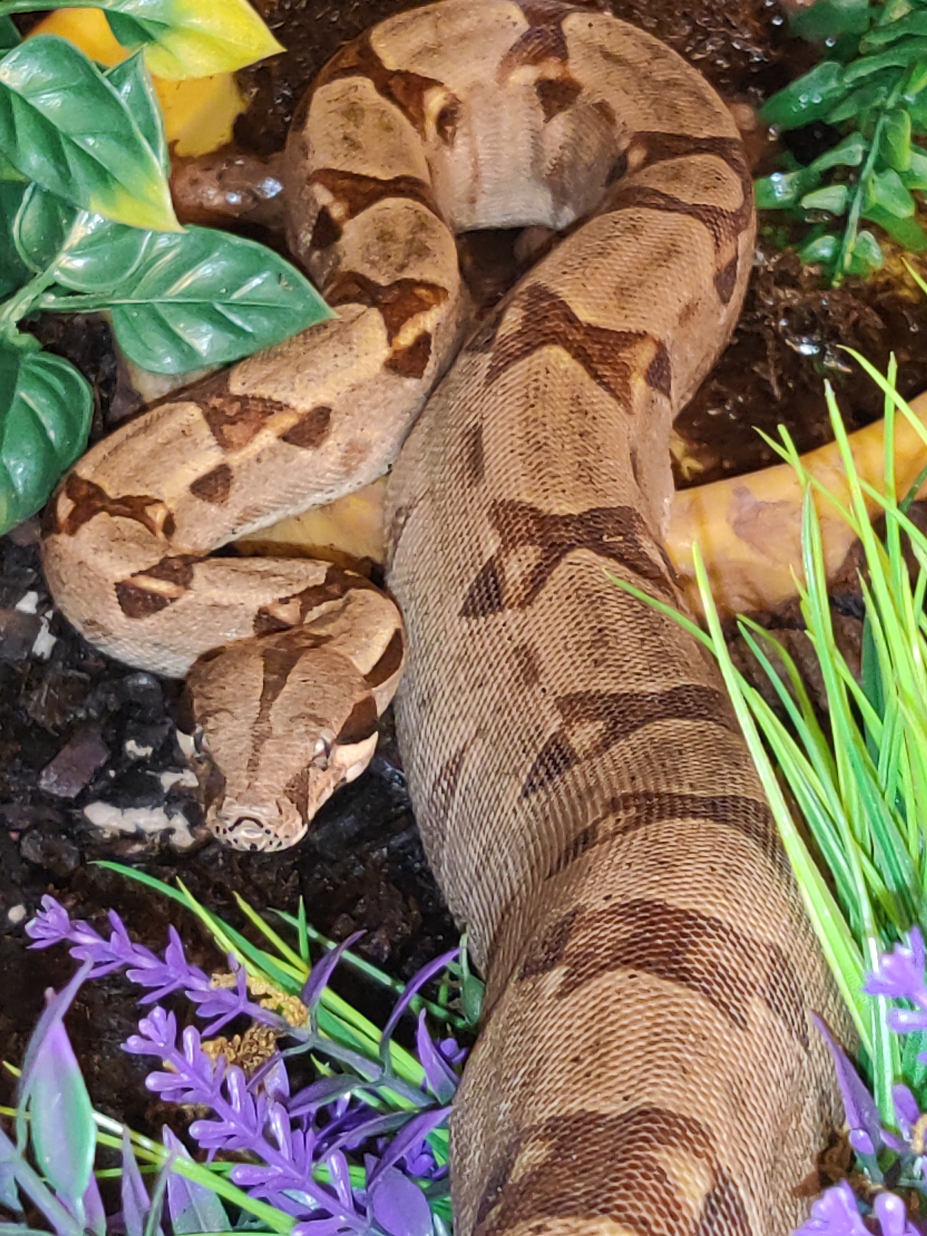 Hypo Boa Constrictor by Sid's Serpents