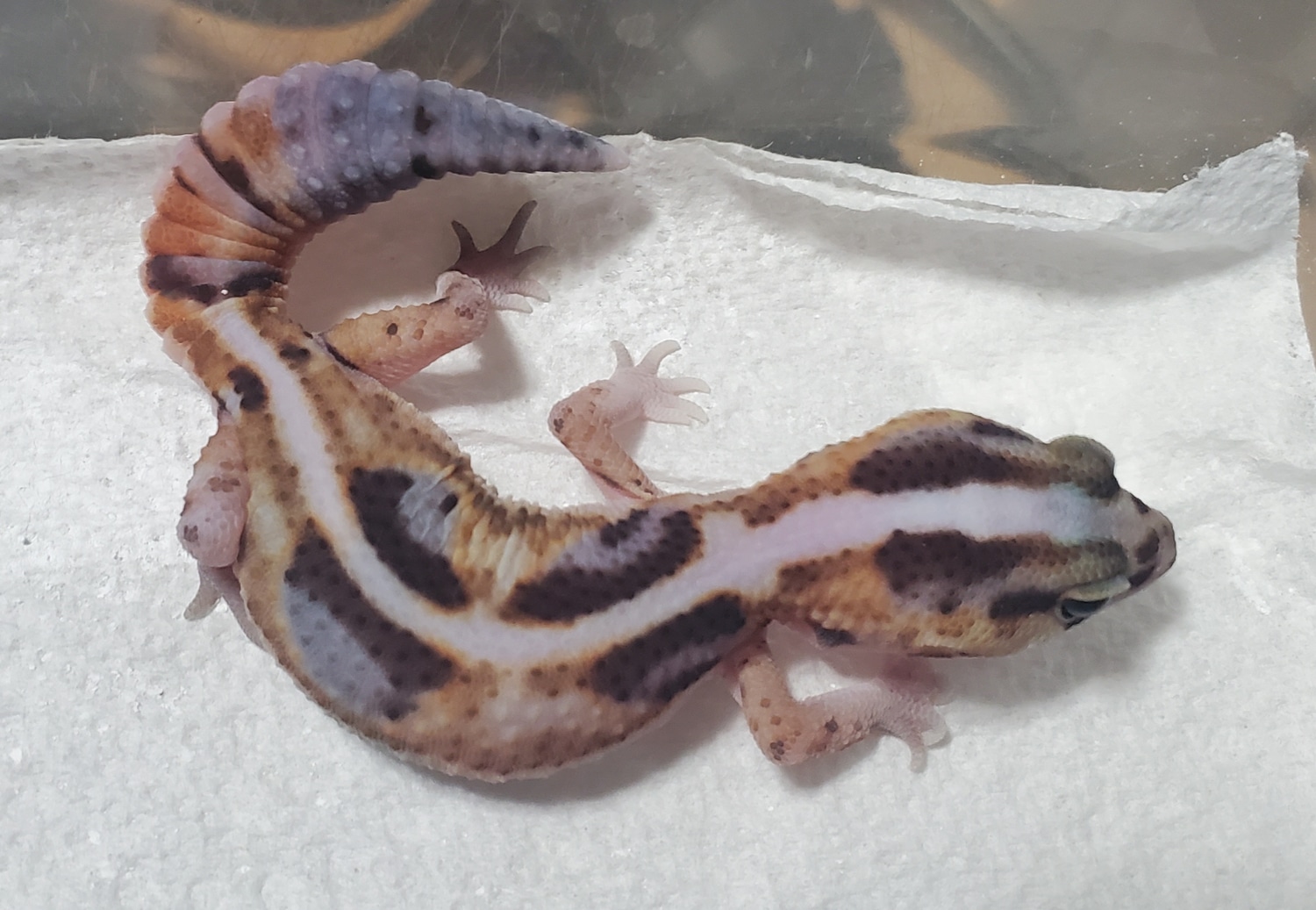 Whiteout Zero African Fat-Tailed Gecko by Jmf Reptiles