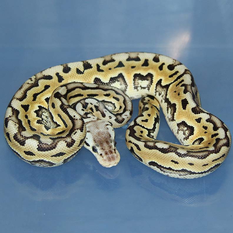 Super Pastel Puzzle Het Red Axanthic Ball Python by Corey Woods Reptile