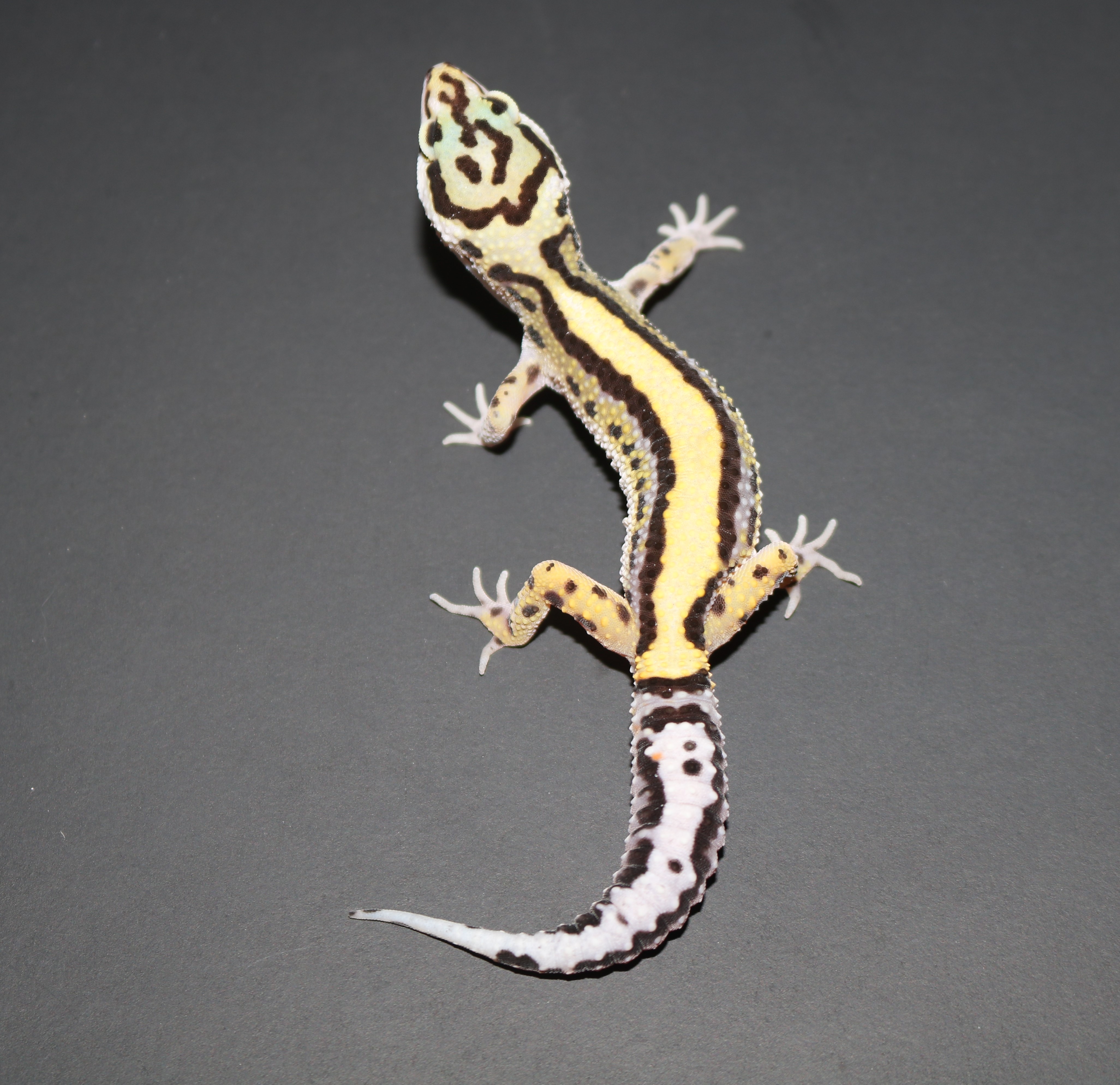 Bold Stripe Leopard Gecko by Wards World Of Reptile Propagation