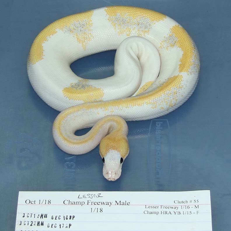 Lesser Champagne Freeway Ball Python by Corey Woods Reptile