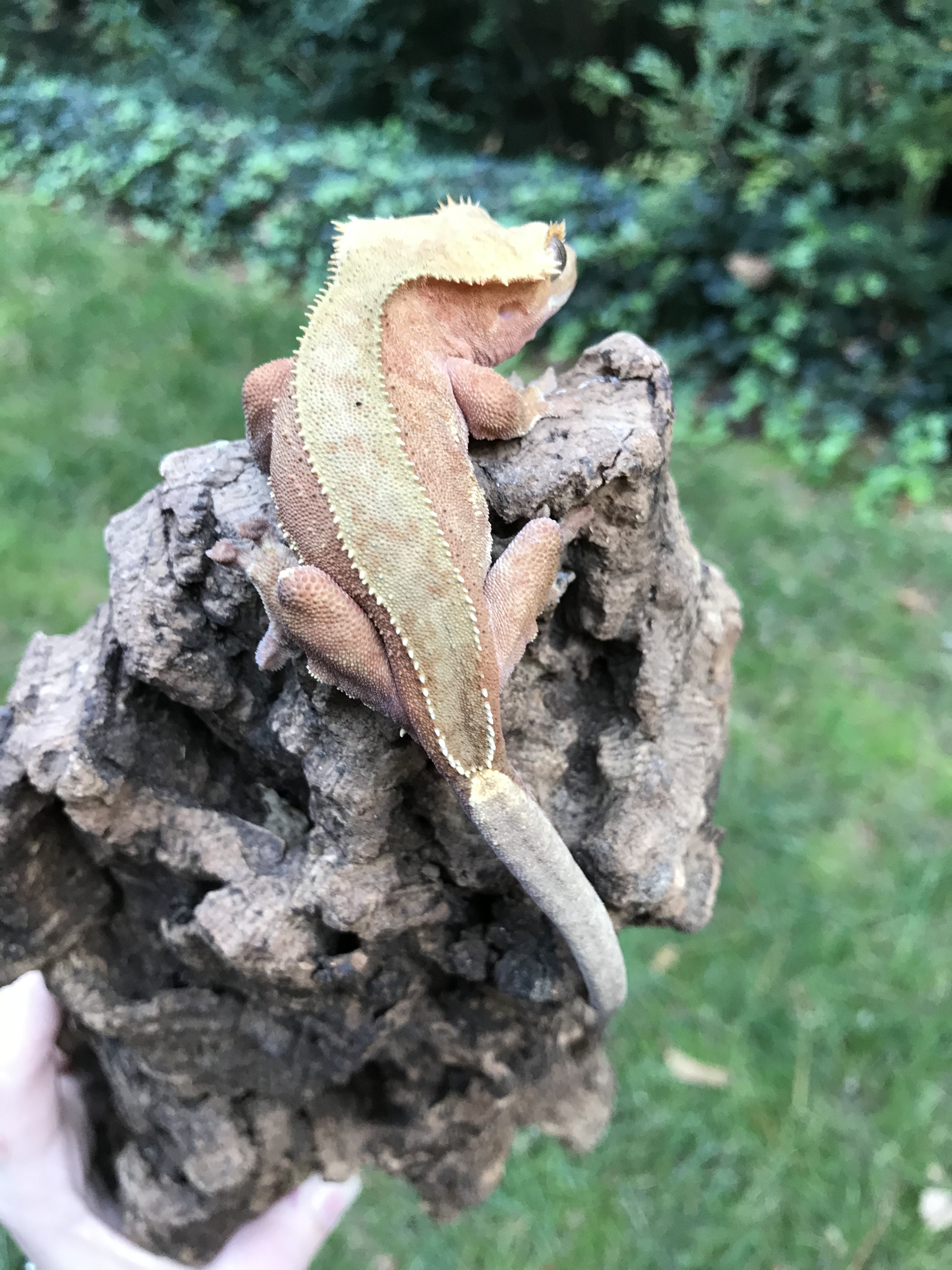 Bicolor Crested Gecko by Kawaii Reptiles