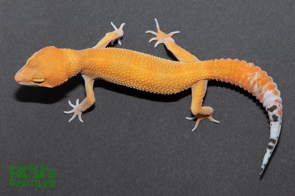 Super Hypo Tangerine Blood Cross Leopard Gecko by Rob's Reptiles