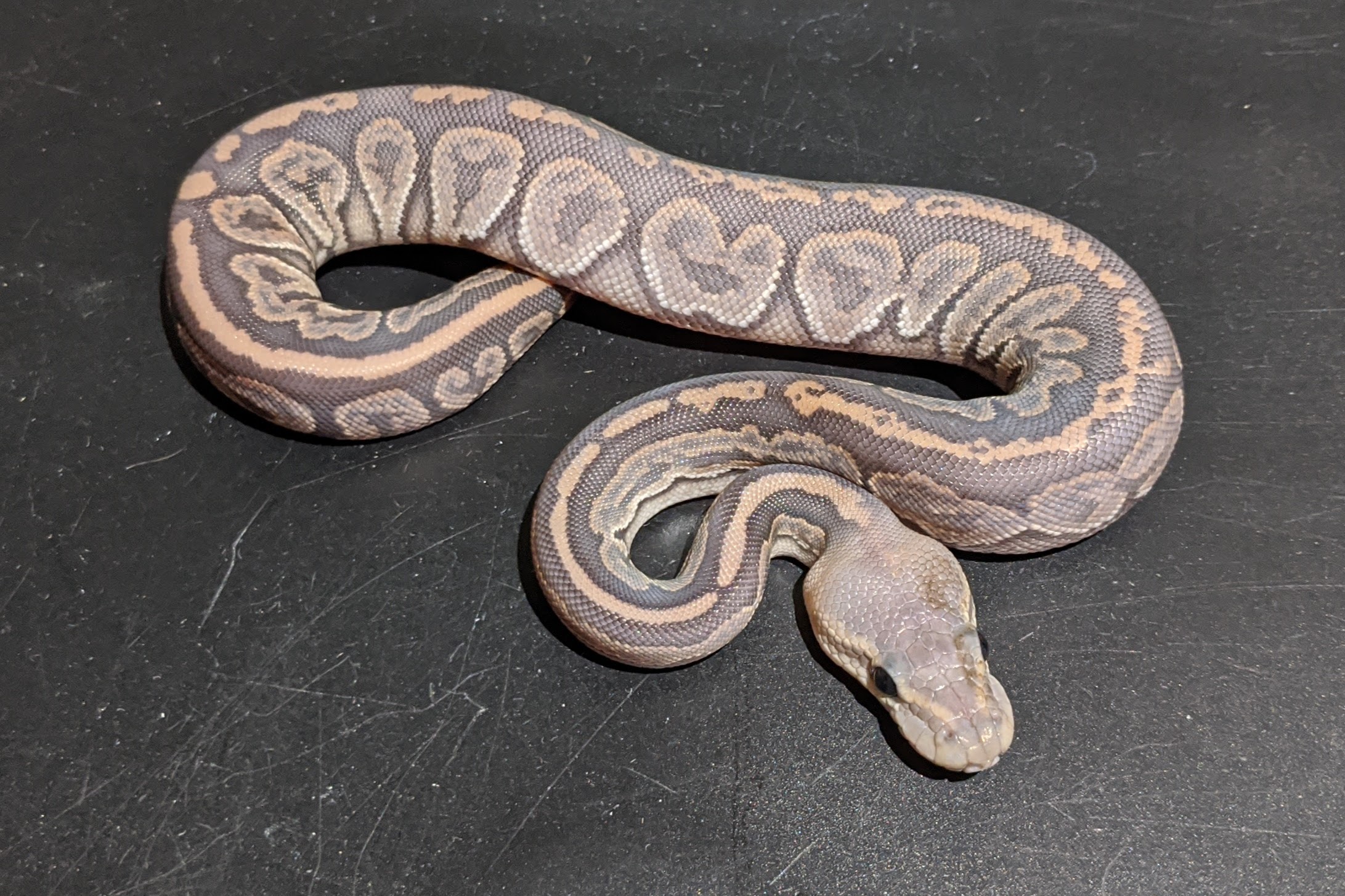 Super Redhead Black Pastel Ghost By Breaking Balls Reptiles