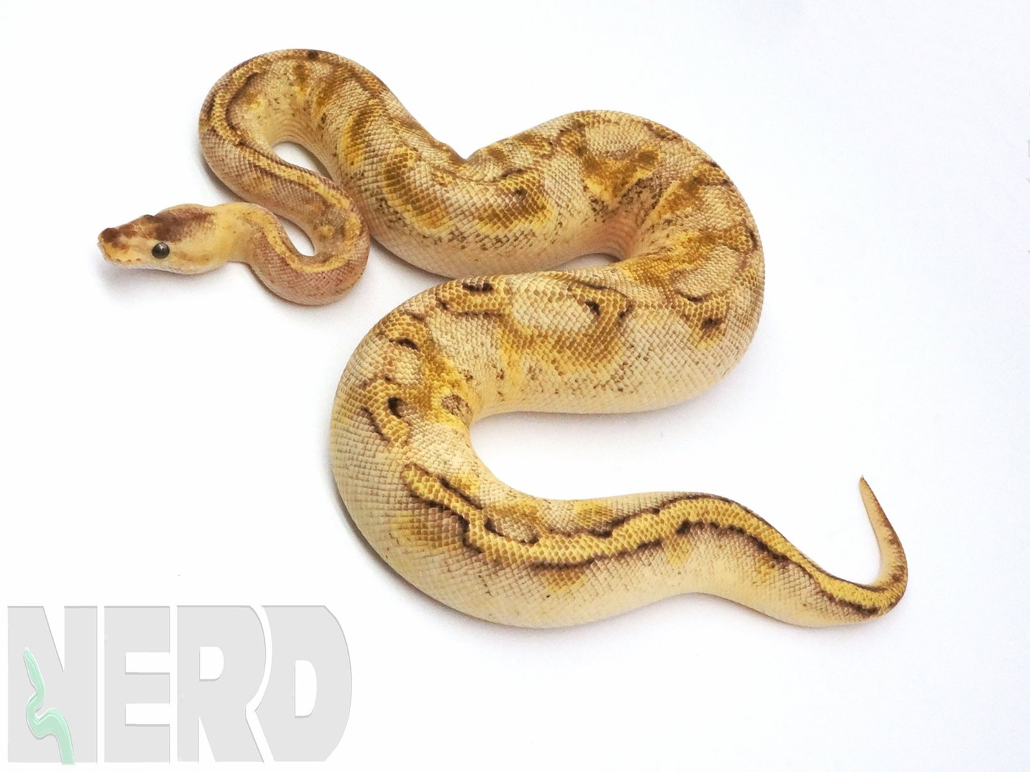 Pastel Champagne Odium Plus Ball Python by New England Reptile Distributors