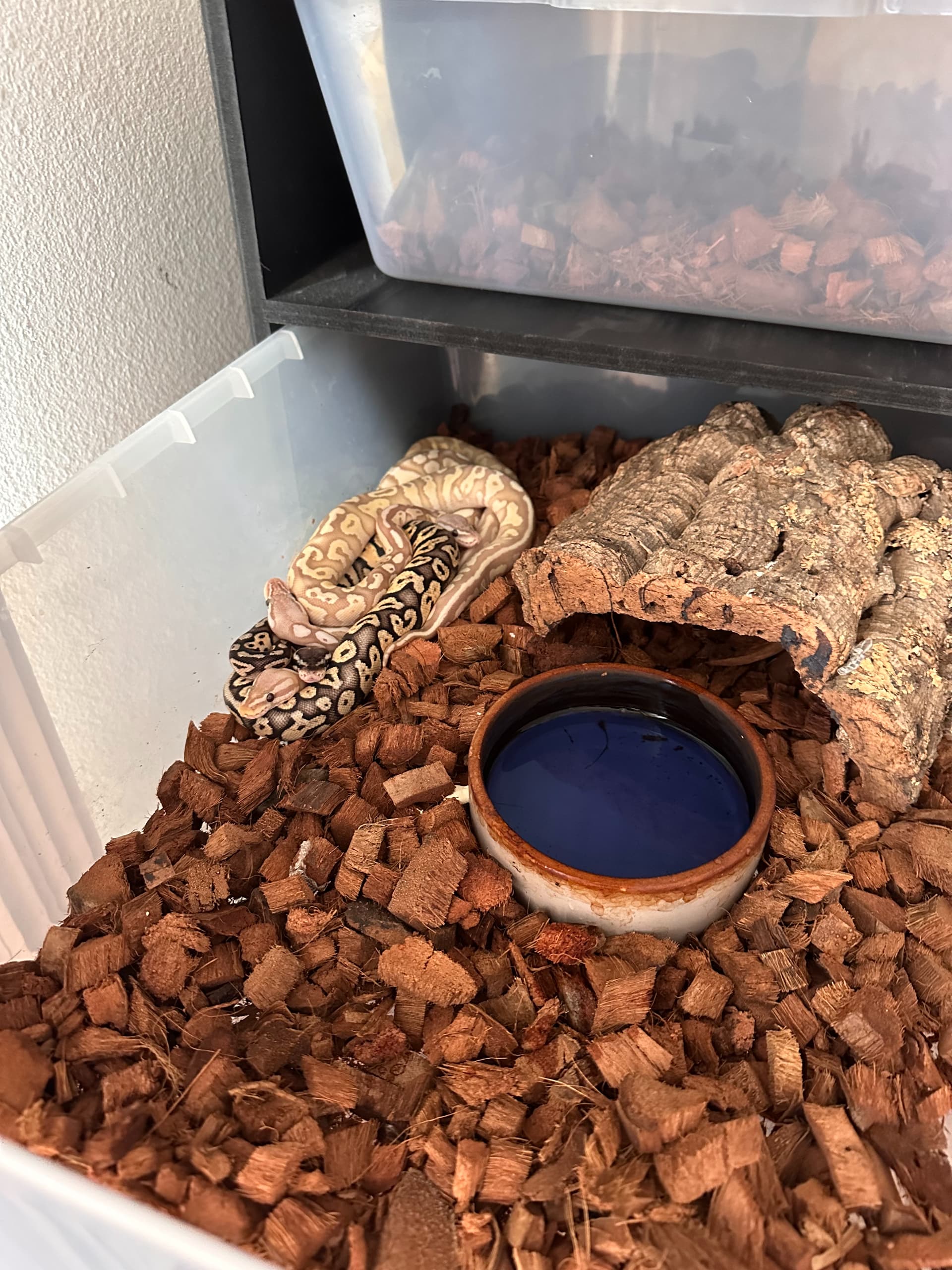 On Ball Python Cohabitation - Page 9 - Ball Pythons - MorphMarket ...