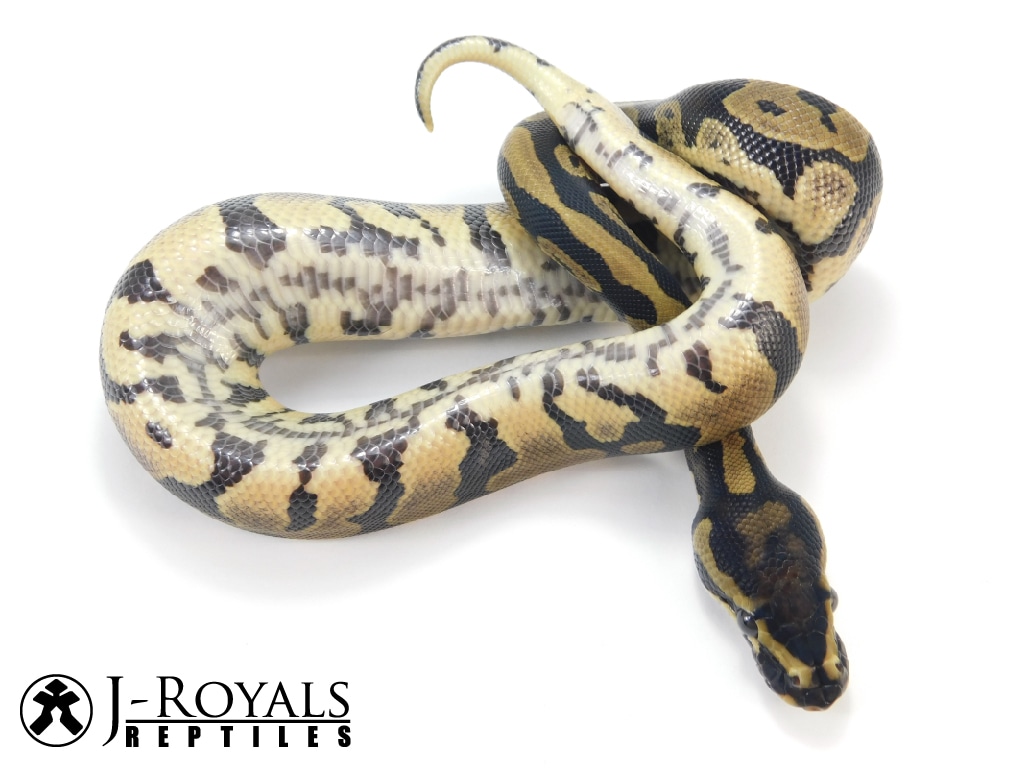 Acid Ball Python by J-Royals Reptiles4