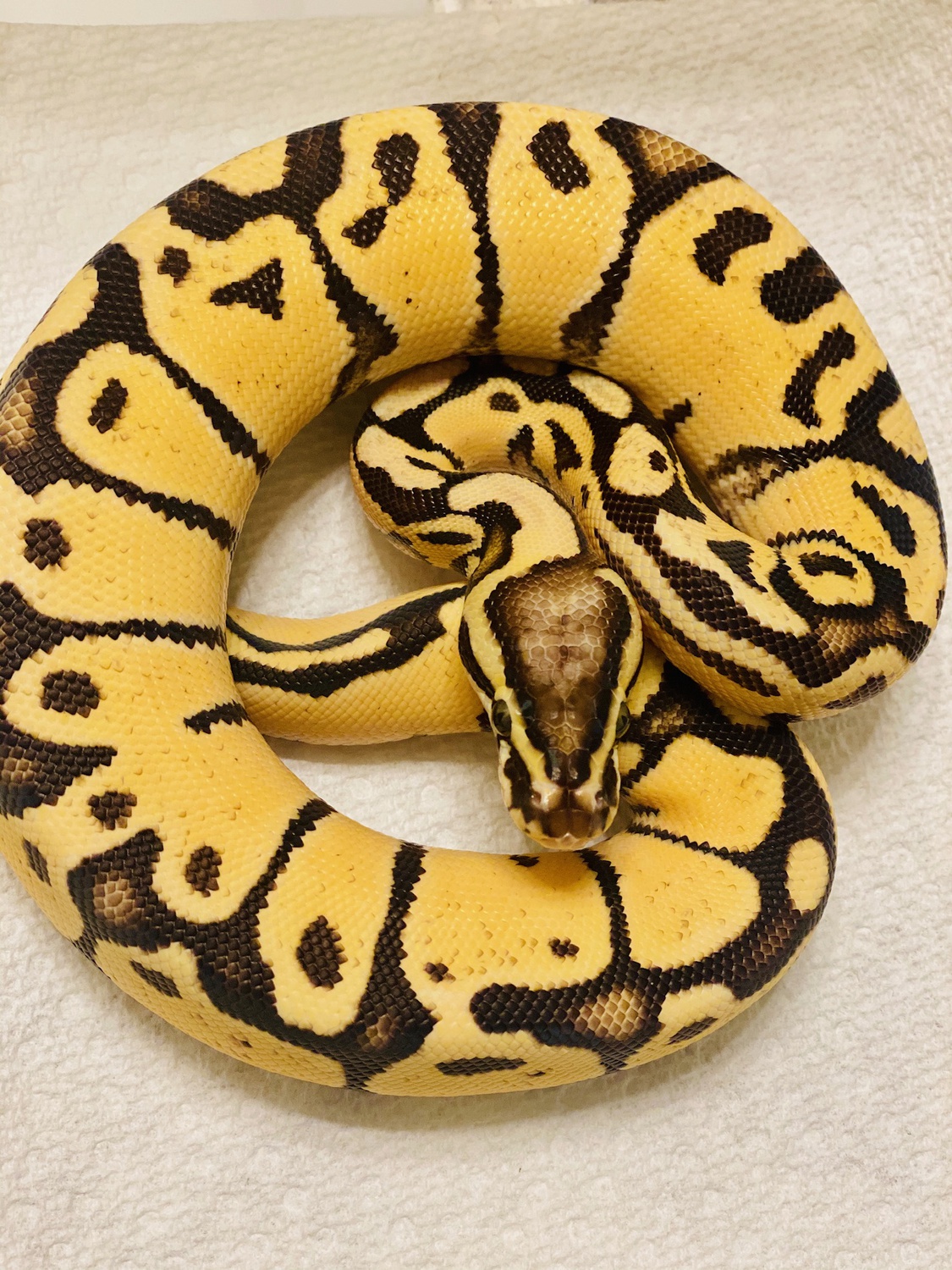 Mario Fire Pastel Ball Python by Exotic Reptiles R’Us