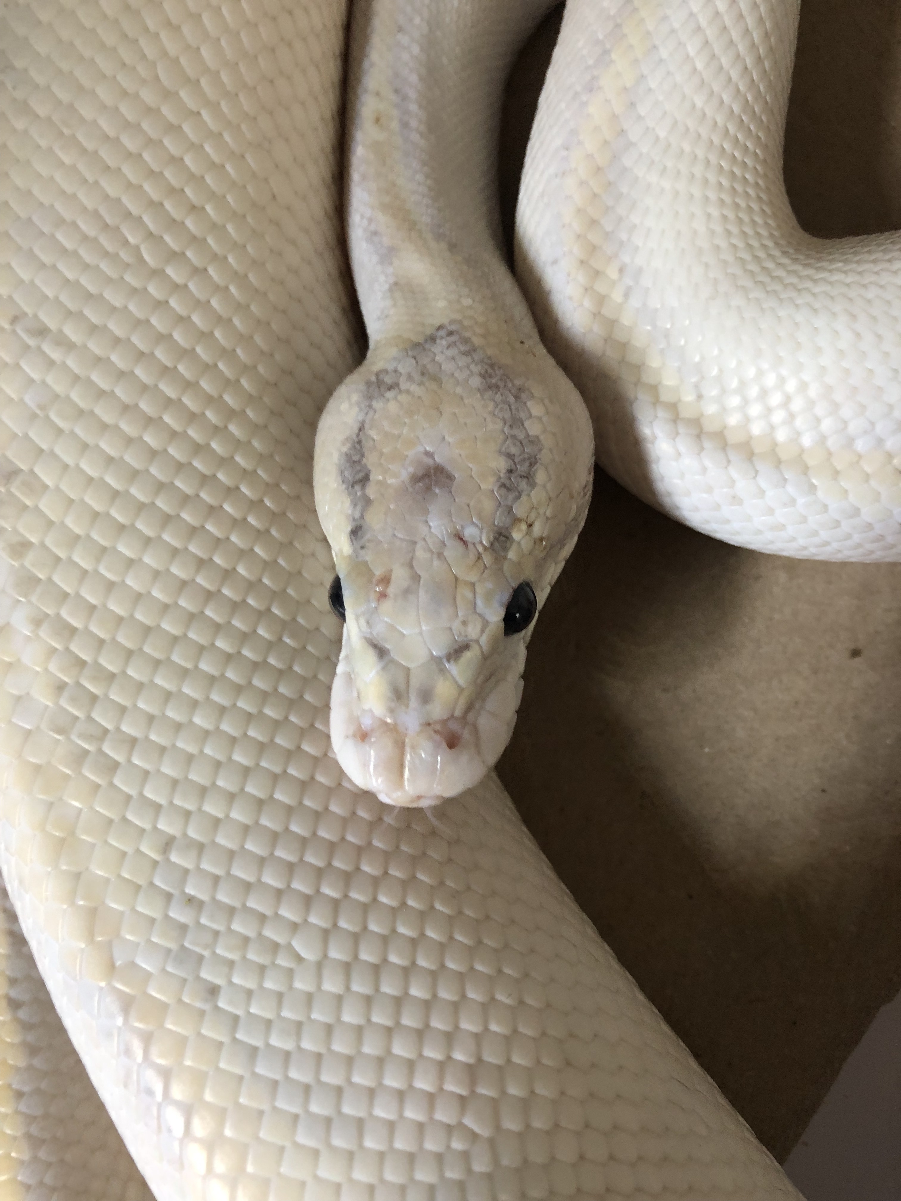 White snake turn yellow - Boa Constrictors - MorphMarket Reptile Community