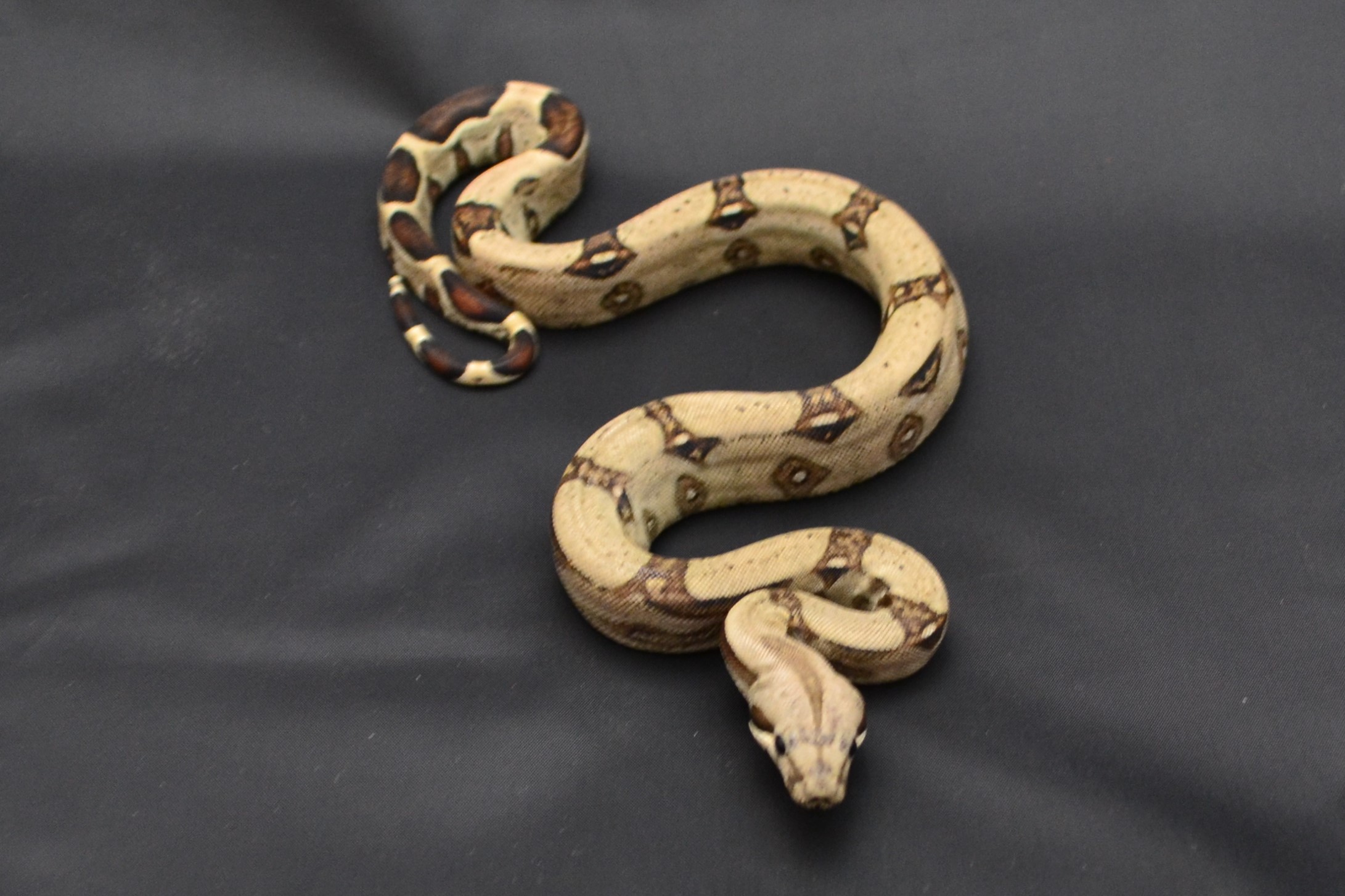 NORMAL Boa Constrictor by Redsand Reptiles