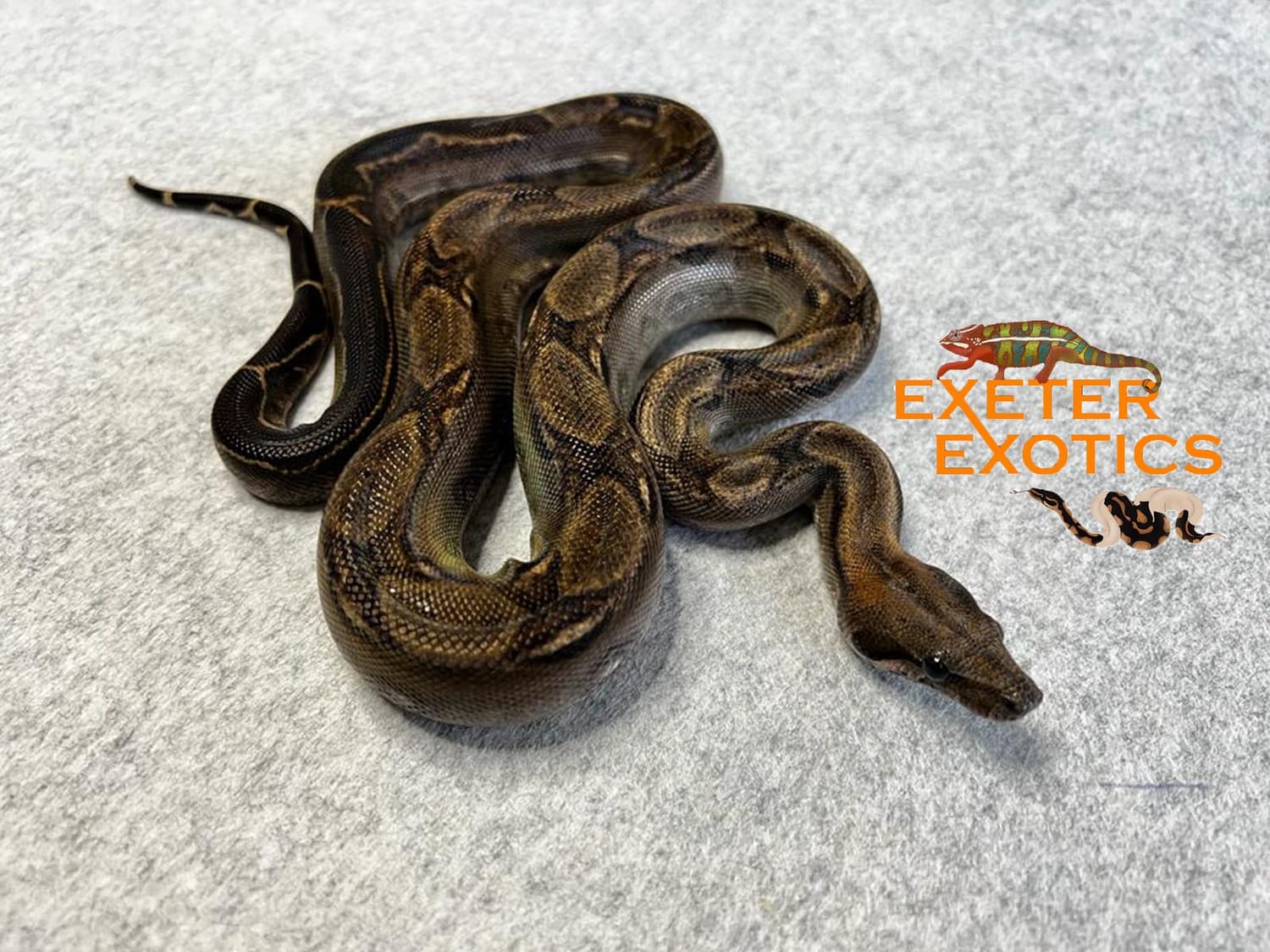 Onyx 100% Het Nic T+ 100% Het Blood Central American Boa Constrictor by Exeter Exotics