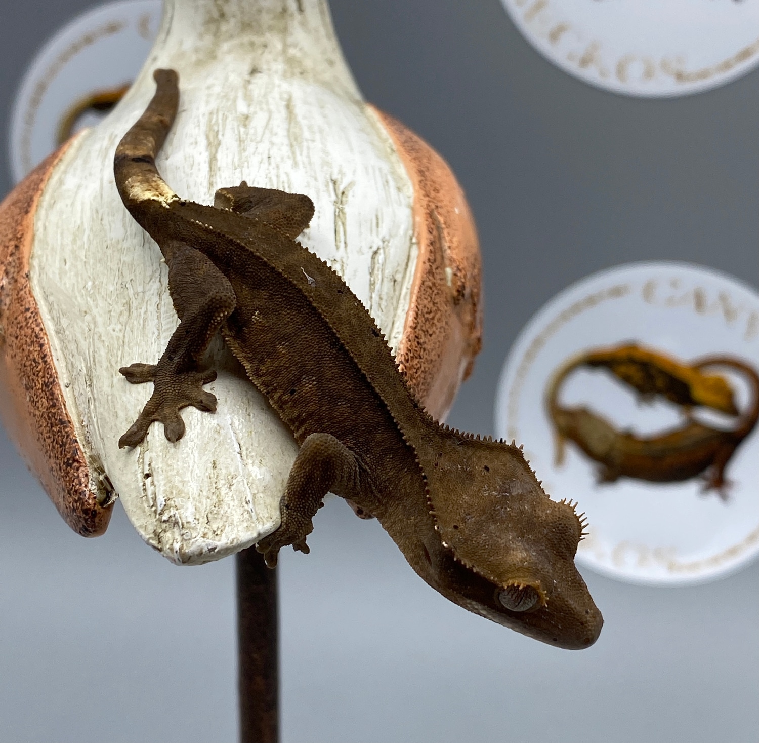 Phantom Black Charcoal Patternless Crested Gecko by Canvas Geckos