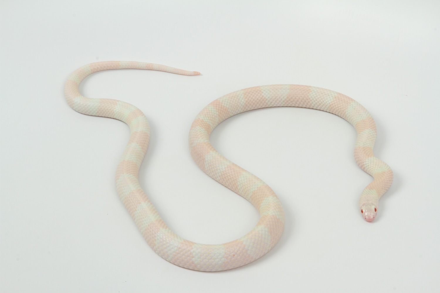 Snow Honduran Milk Snake by TSK, Inc.