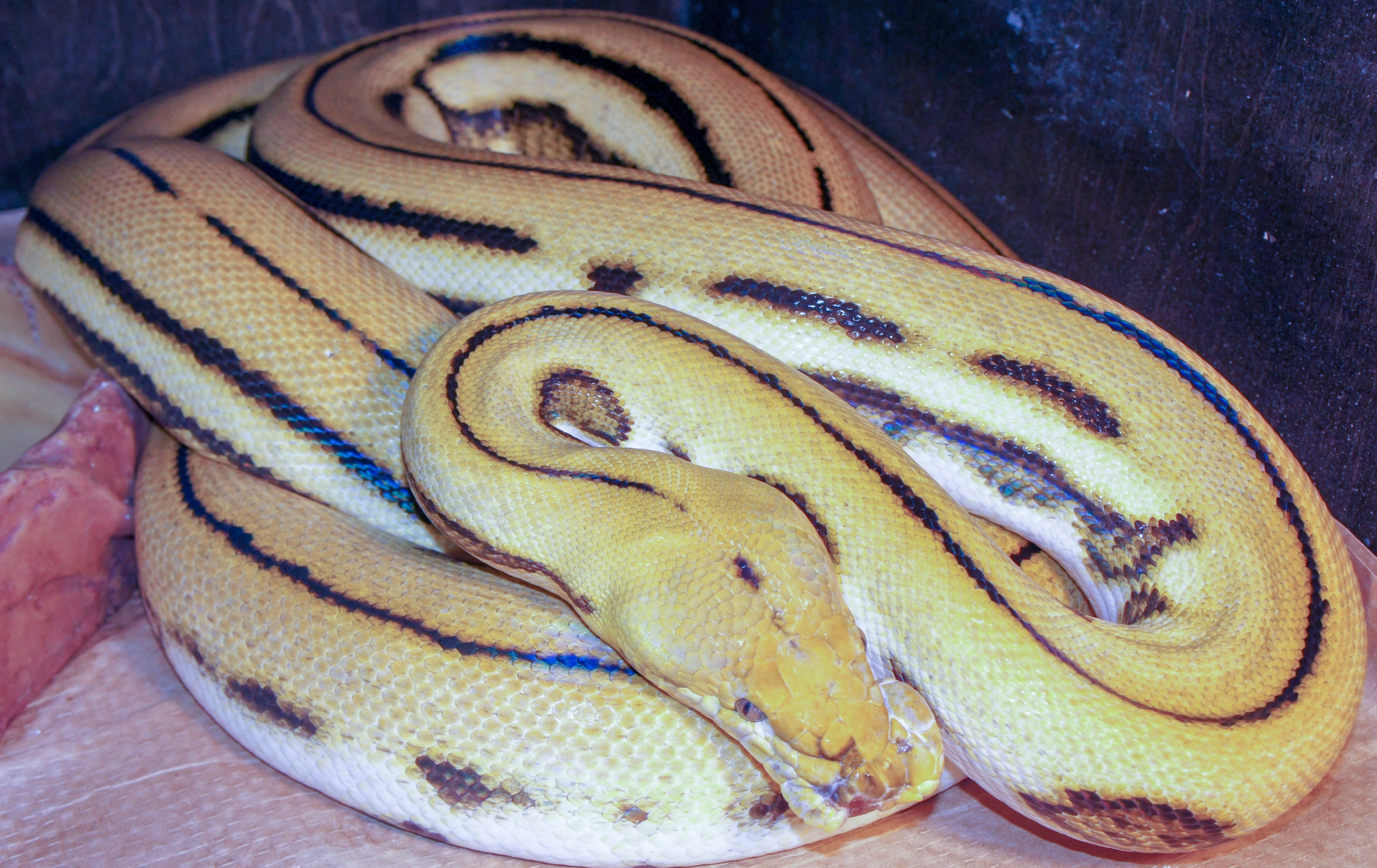 Super Tiger Reticulated Python by Soaring Snakes