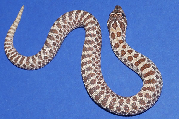 Arctic Western Hognose by Geckos Etc. Herpetoculture