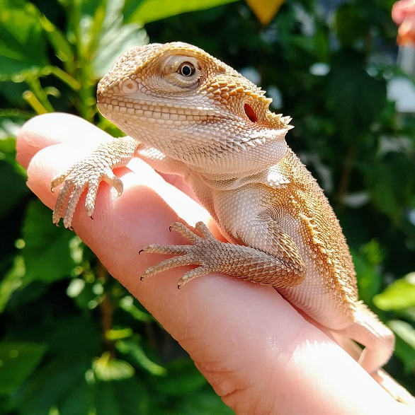 Witblits Central Bearded Dragon by Florida Grown Reptiles