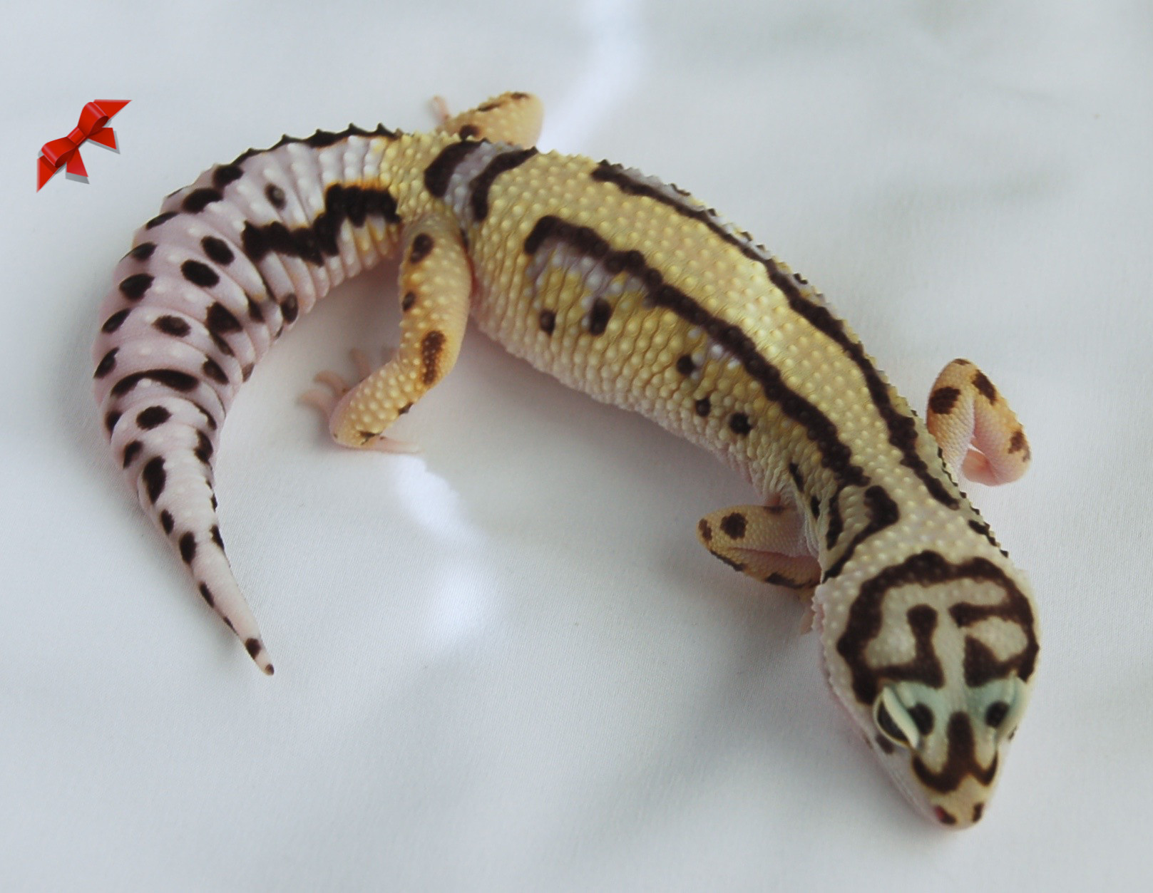 Bandit Leopard Gecko by Bold  Bright Geckos