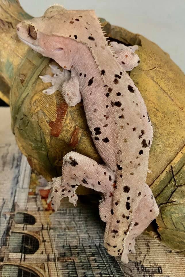 Pink Red Super Dalmatian Crested Gecko by Kealila Exotics