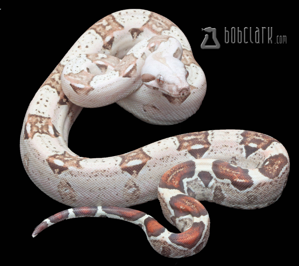 VPI T+ Albino Boa Constrictor by Bob Clark Reptiles