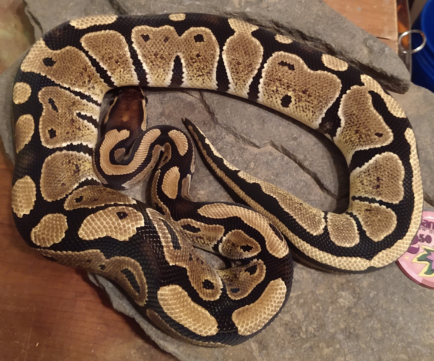 Normal Ball Python by Moore Expressions Reptiles