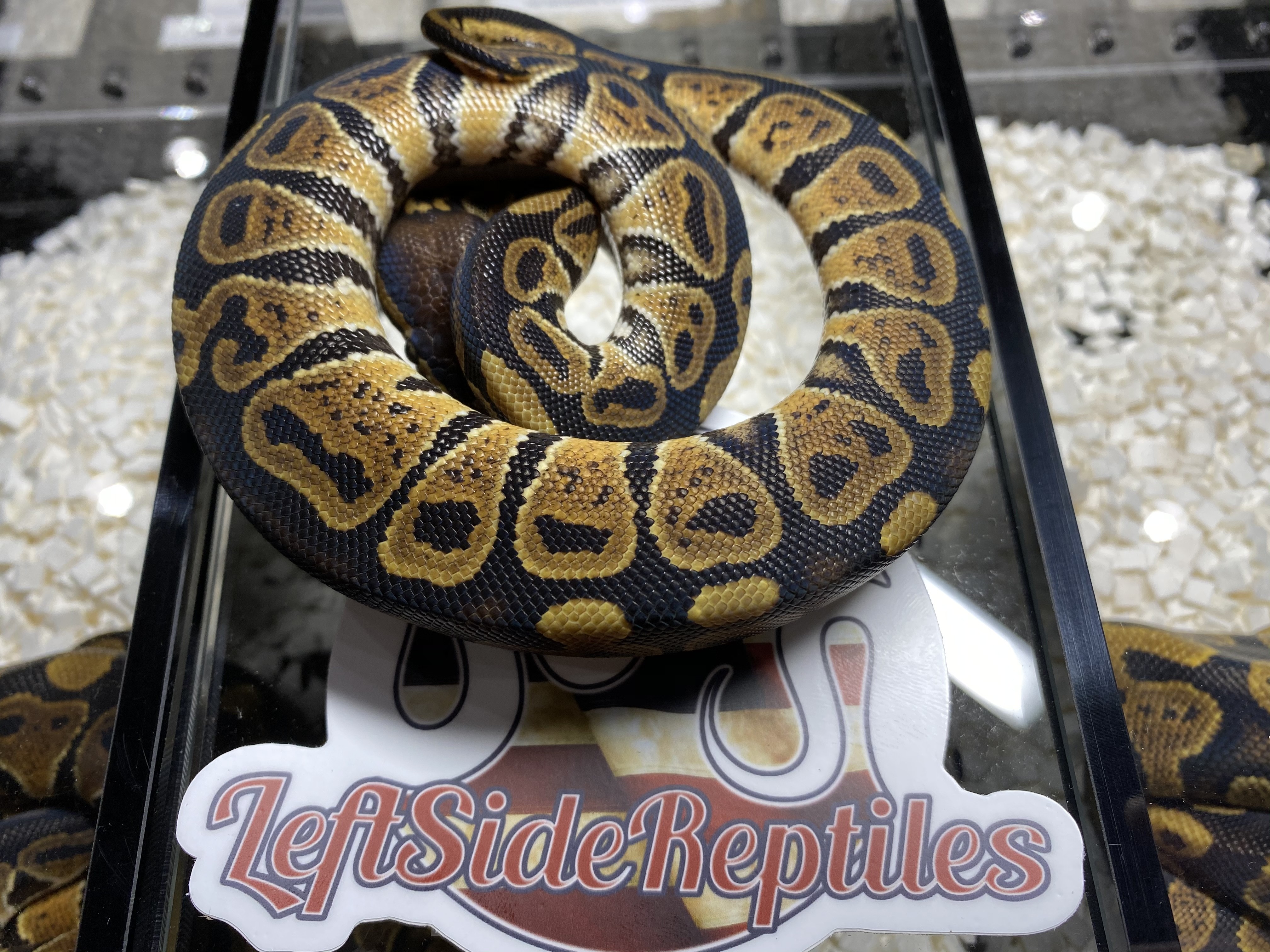 Grim Ball Python by Leftside Reptiles