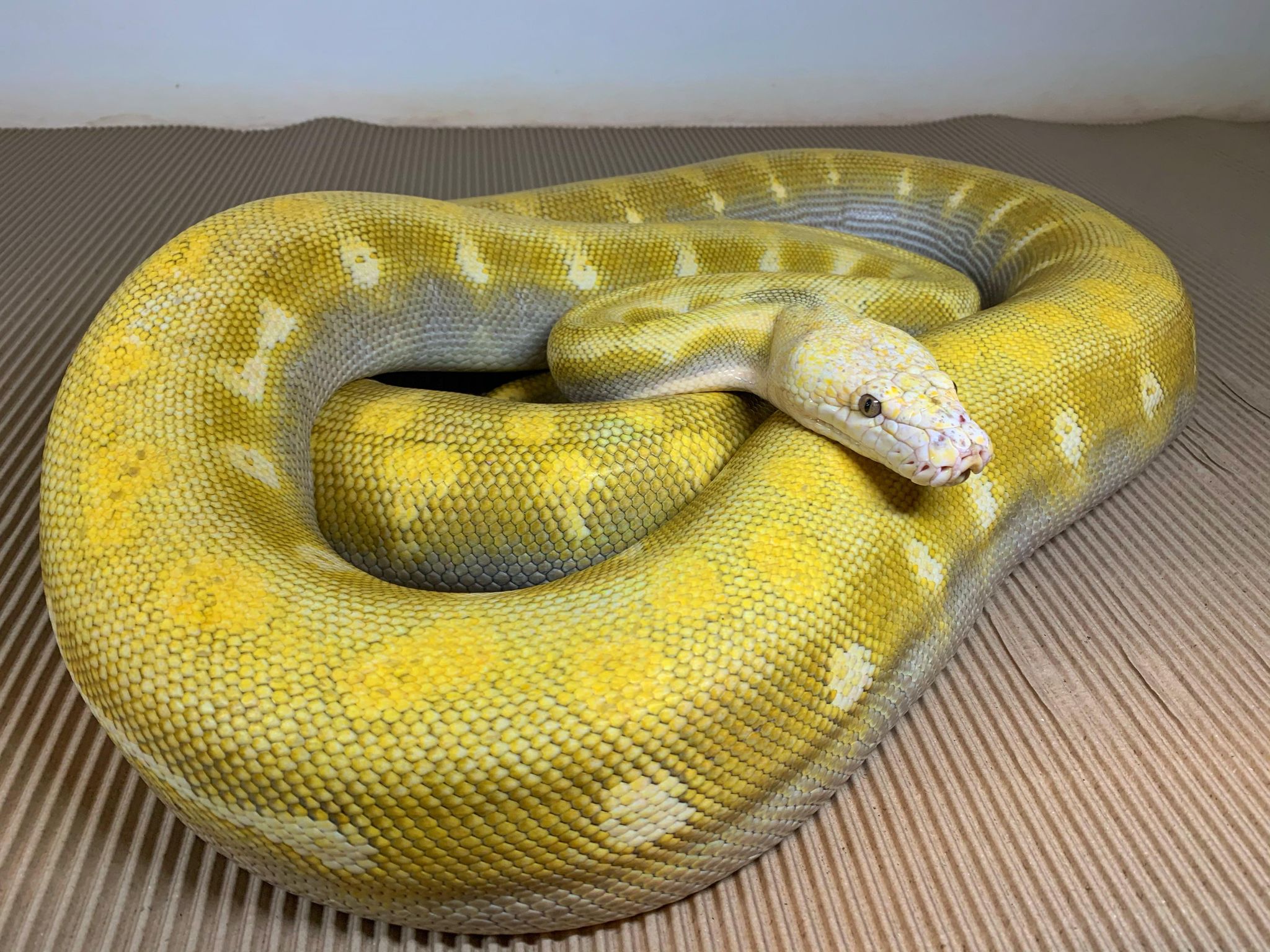 Super Bacan Het Ogs Reticulated Python by Pied Pythons