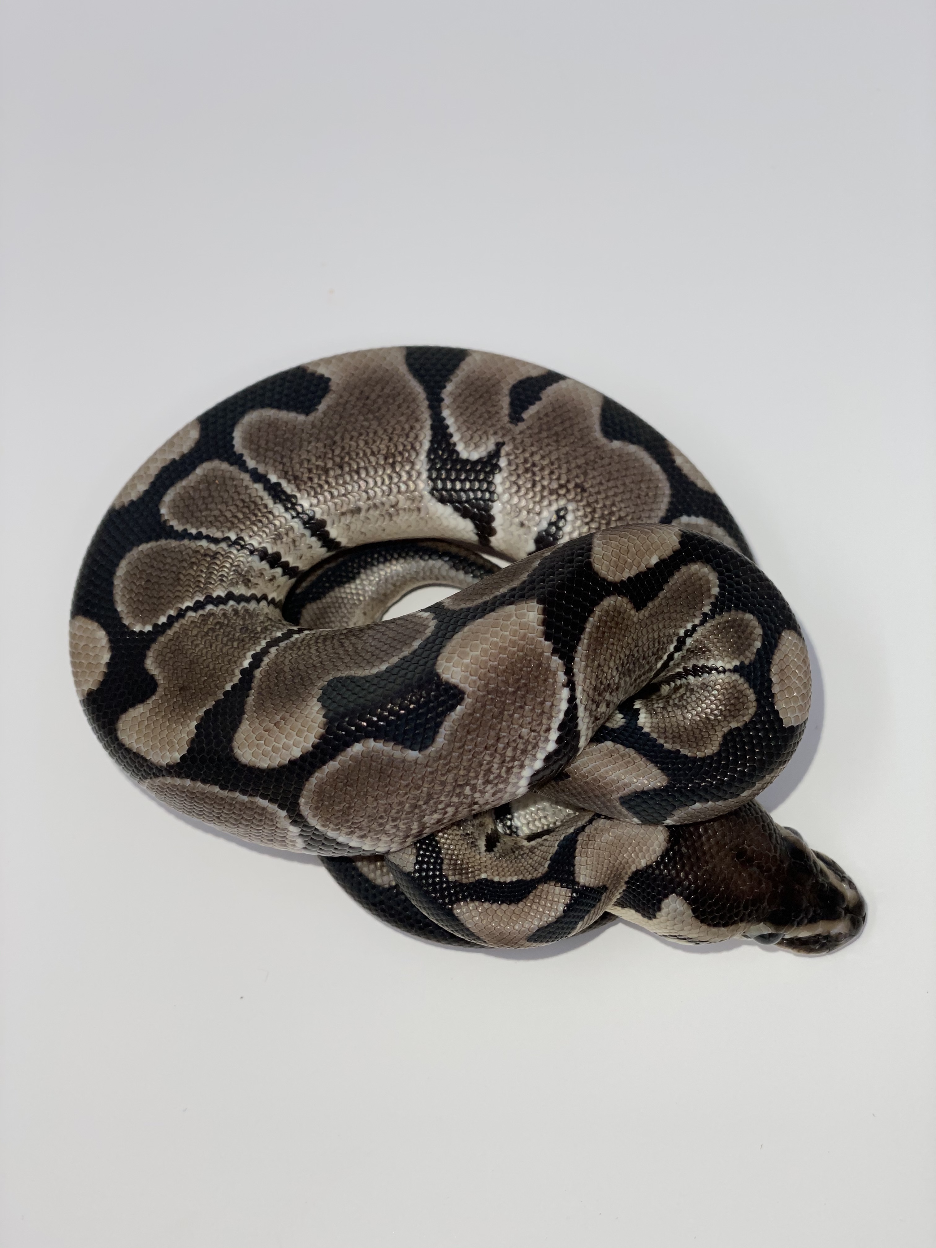 Jolliff Axanthic Ball Python by Red Clay Reptiles