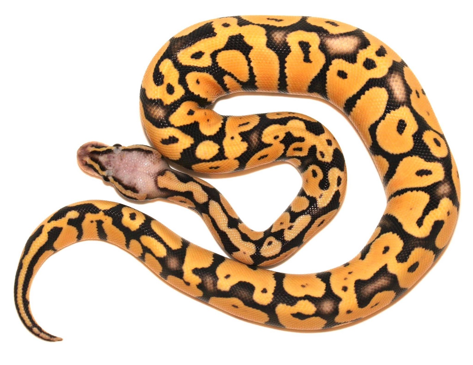 Super Pastel Orange Dream Desert Ghost By Regal Pythons