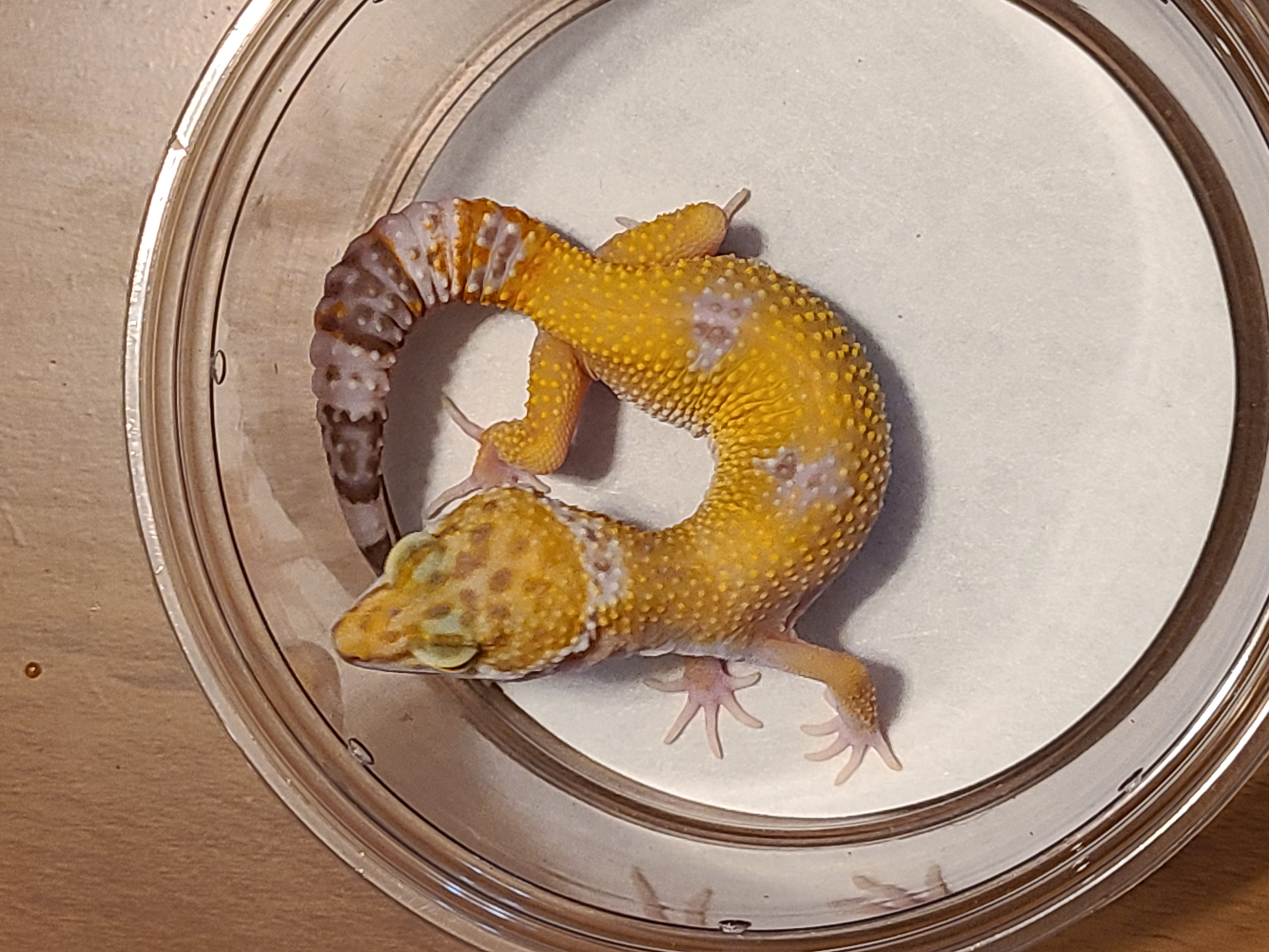 Bell Albino Leopard Gecko by The Reptile Company of Wisconsin