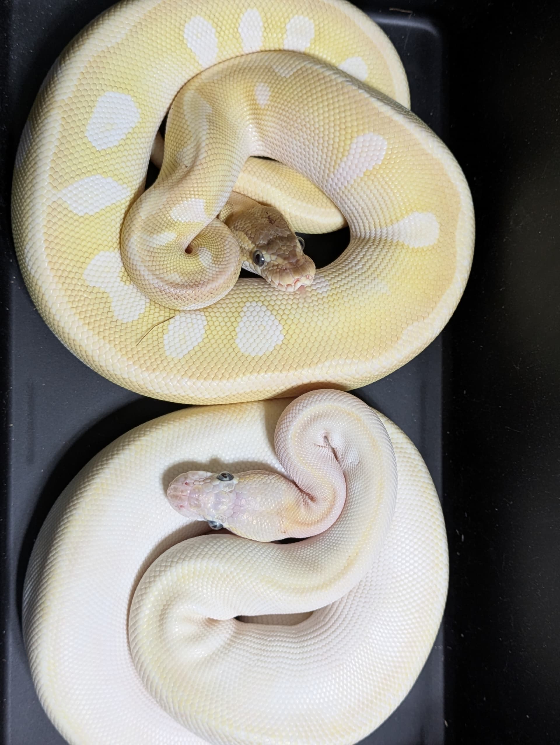 Morph Check Help - Ball Pythons - MorphMarket Reptile Community