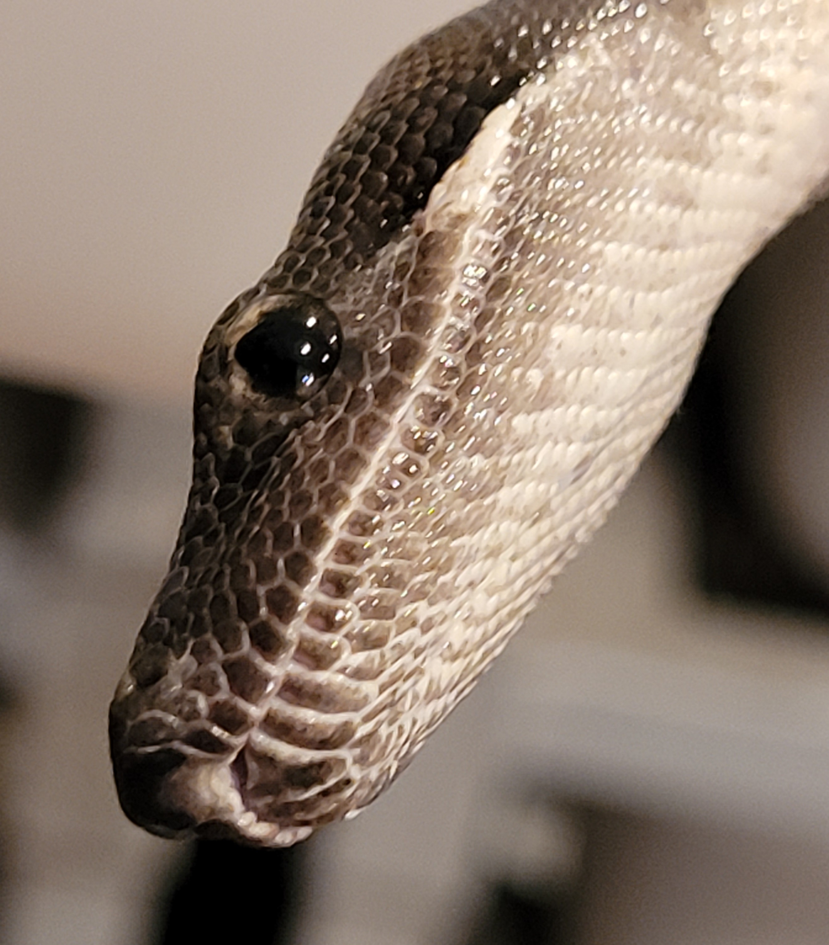 Head shot pictures - Boa Constrictors - MorphMarket Reptile Community