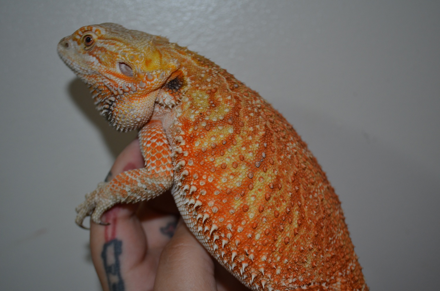 Orange Het Translucent Poss Het Hypo Central Bearded Dragon by Gotta Hatch ‘Em All Exotics