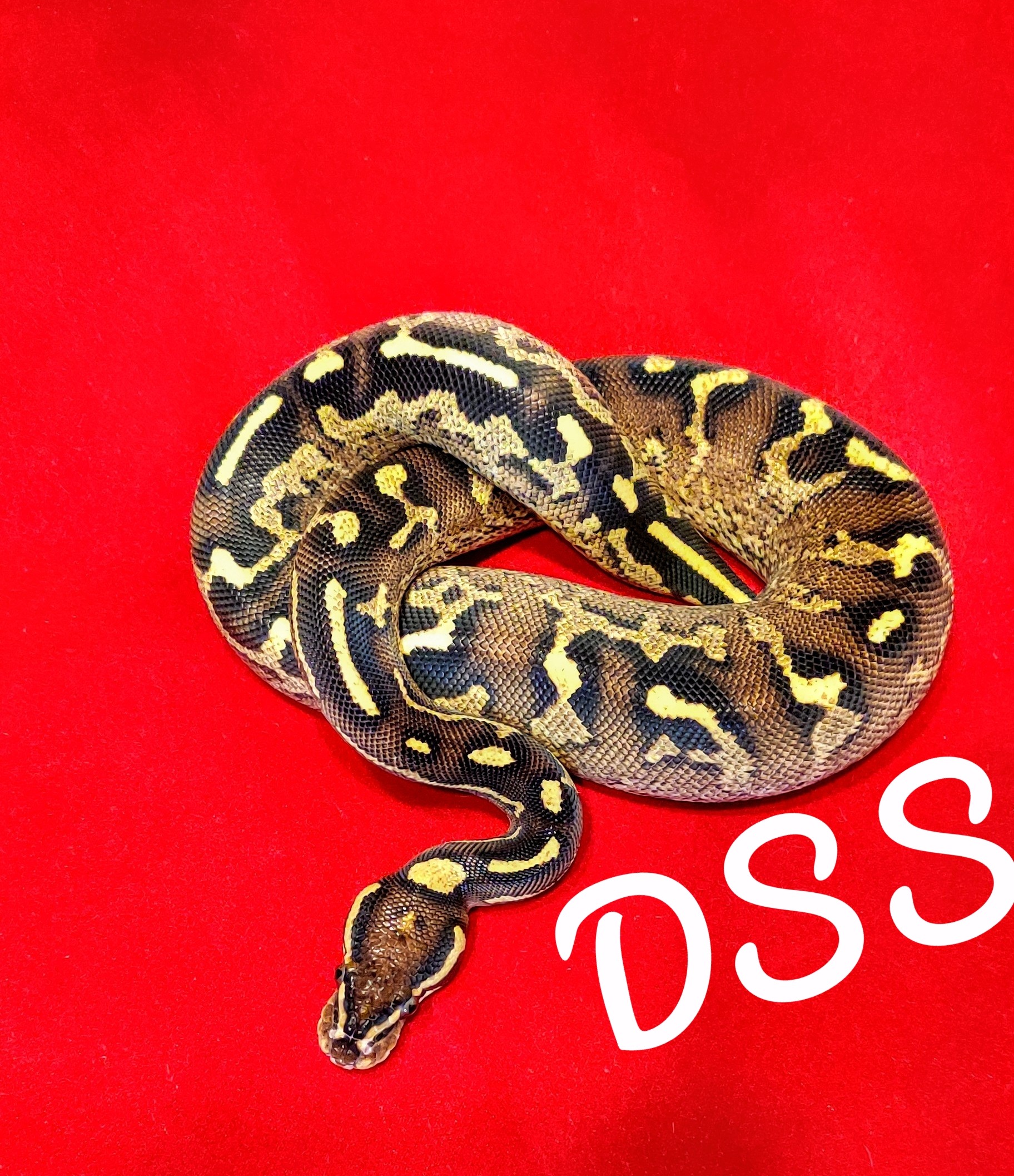 Super Asphalt Ball Python by Down South Serpents (#291327)
