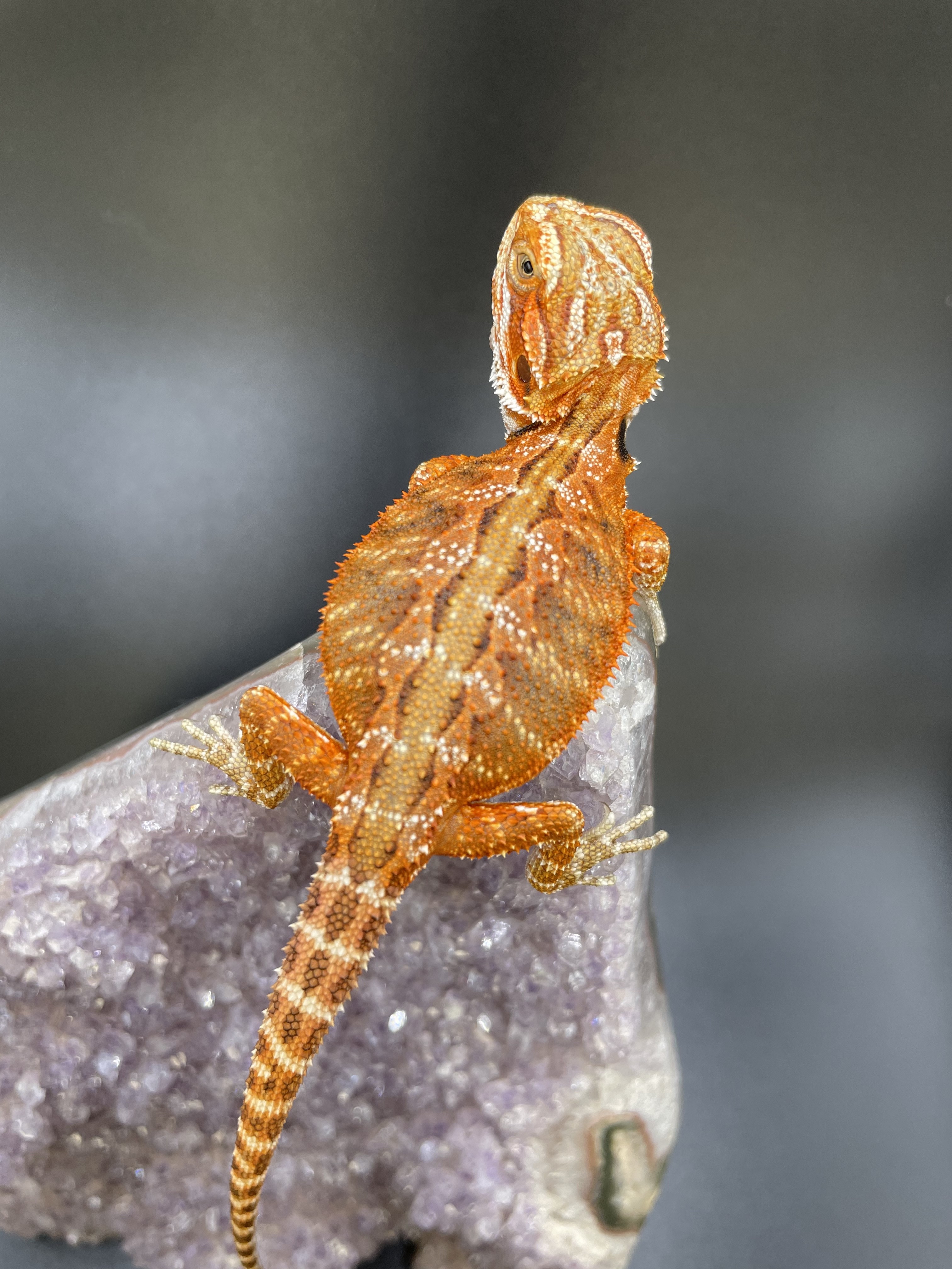 Orange Central Bearded Dragon by Killer Clutches